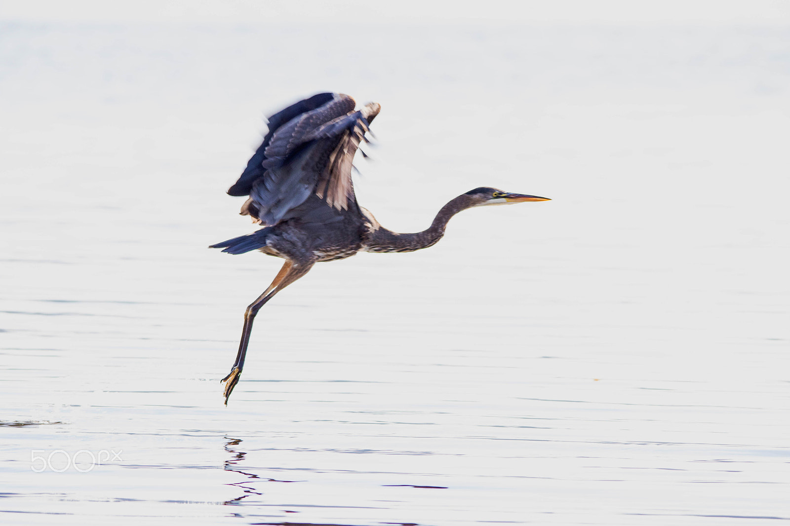Canon EOS 760D (EOS Rebel T6s / EOS 8000D) sample photo. Heron art saturated photography