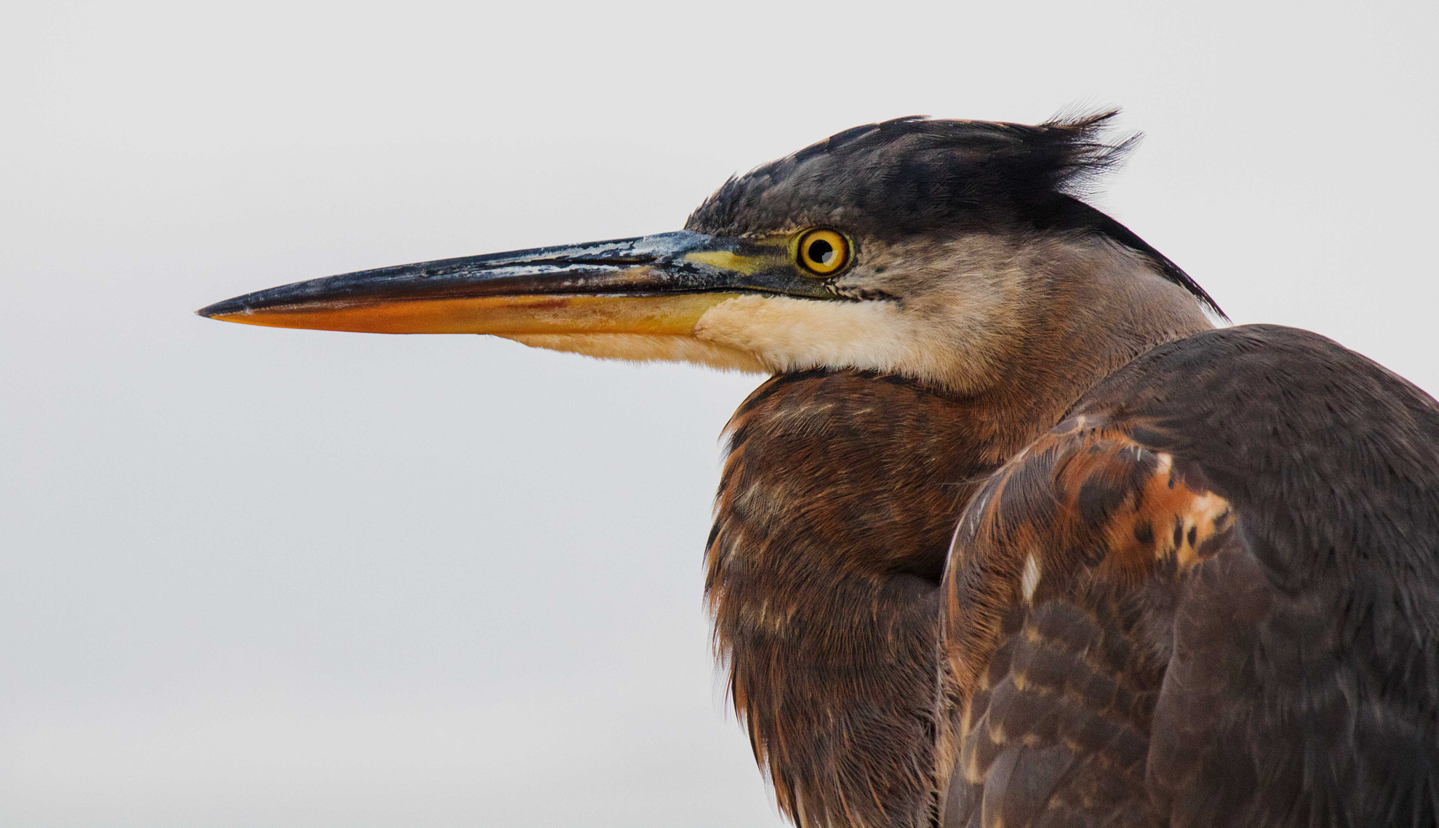 Canon EOS 760D (EOS Rebel T6s / EOS 8000D) sample photo. Heron closeup edited photography