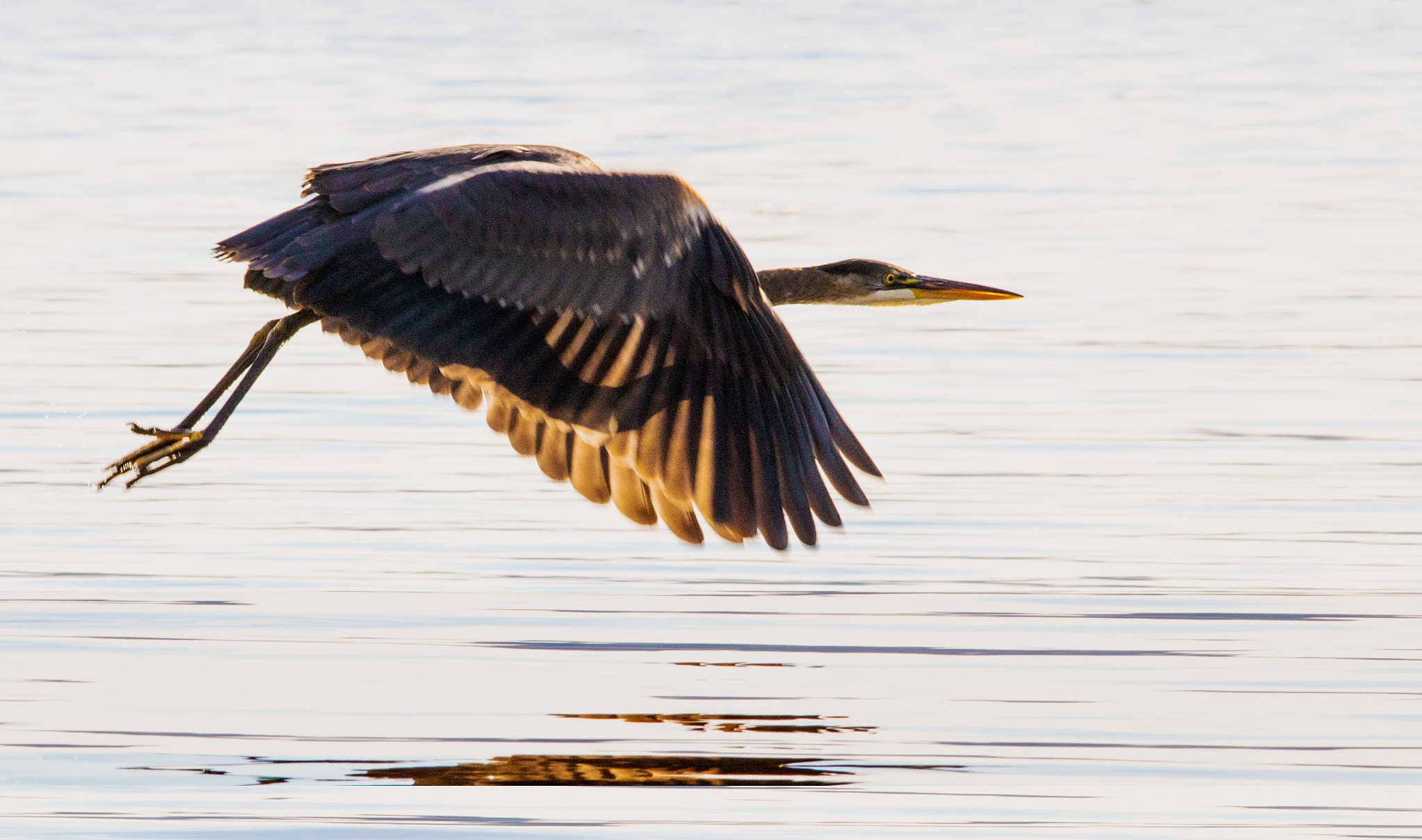 Canon EOS 760D (EOS Rebel T6s / EOS 8000D) + Sigma 150-500mm F5-6.3 DG OS HSM sample photo. Heron on the wing photography