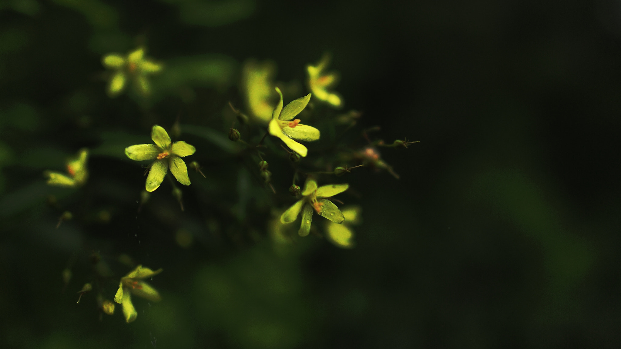 Nikon AF-S Nikkor 24mm F1.4G ED sample photo. Yellow wild flower after rain photography
