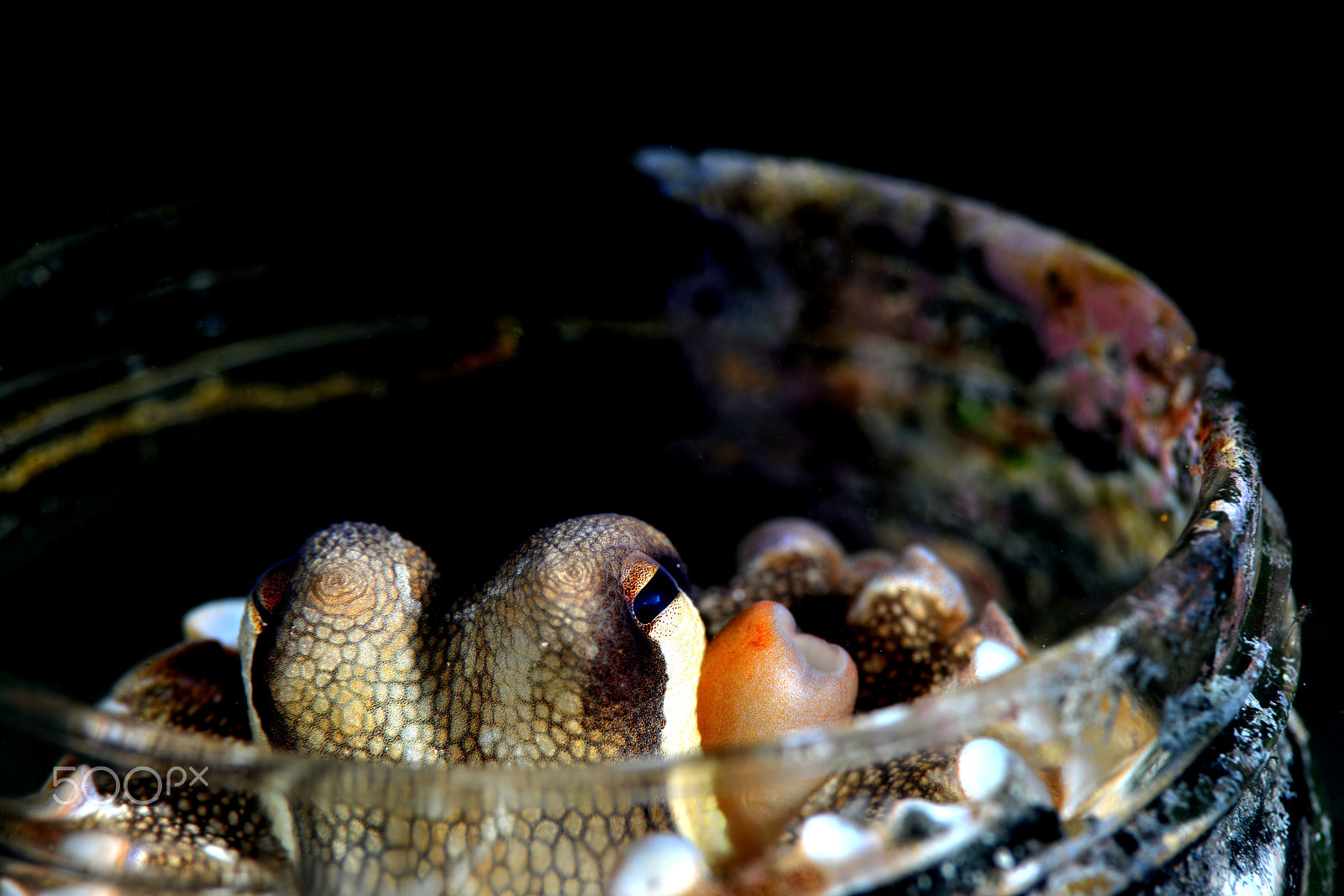 AF Nikkor 28mm f/2.8 sample photo. Octopus vulgaris photography