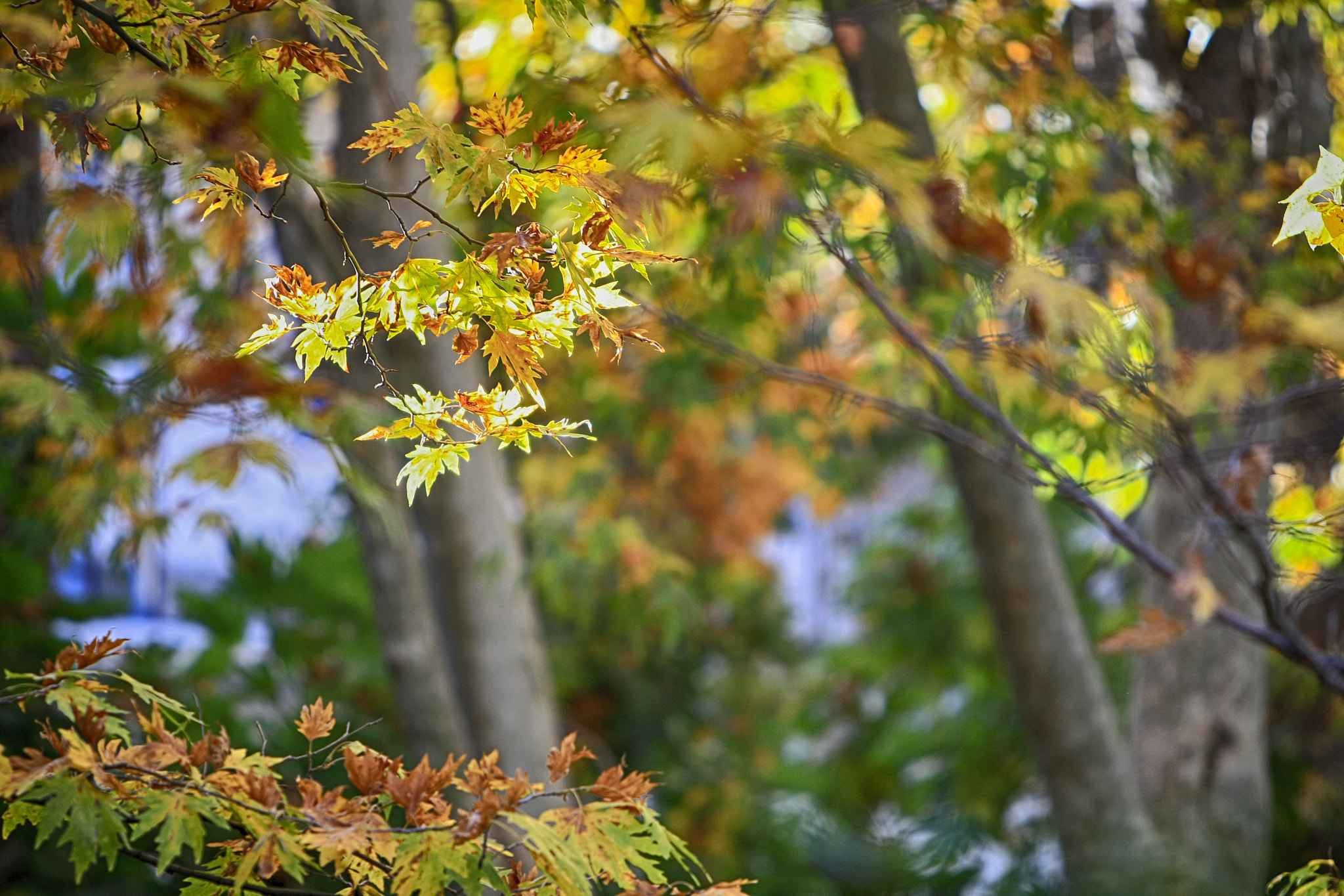 Canon EF 70-200mm F2.8L IS USM sample photo. Nature in art photography