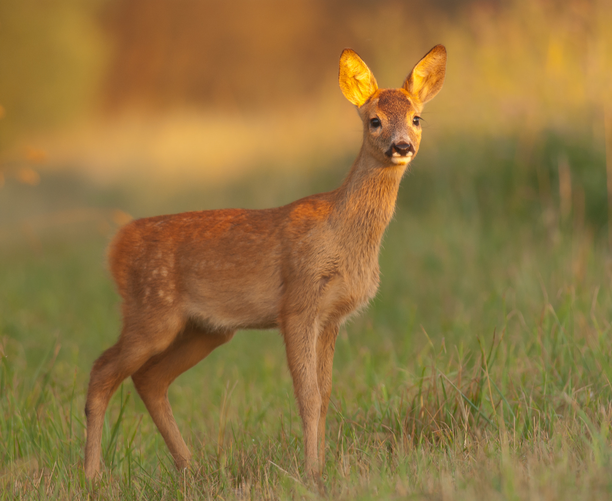 Nikon D200 + Nikon AF-S Nikkor 300mm F4D ED-IF sample photo. Roe deer fawn in the first sun light photography