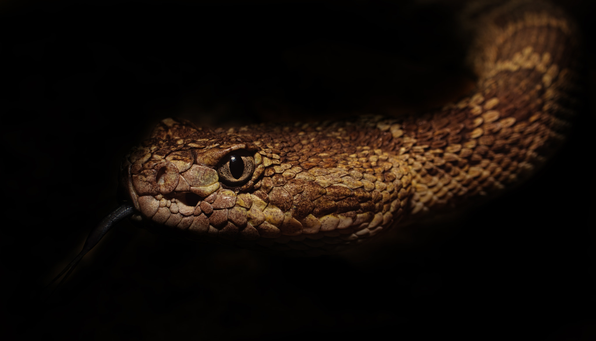 Canon EOS 5DS + Canon EF 50mm F2.5 Macro sample photo. Northern pacific rattlesnake photography