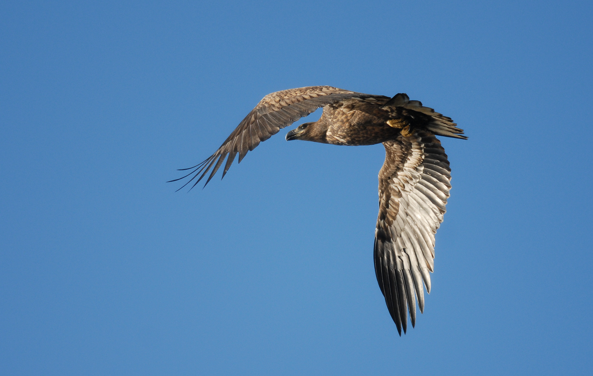 Nikon D200 + Nikon AF-S Nikkor 300mm F4D ED-IF sample photo. Young sea eagle photography