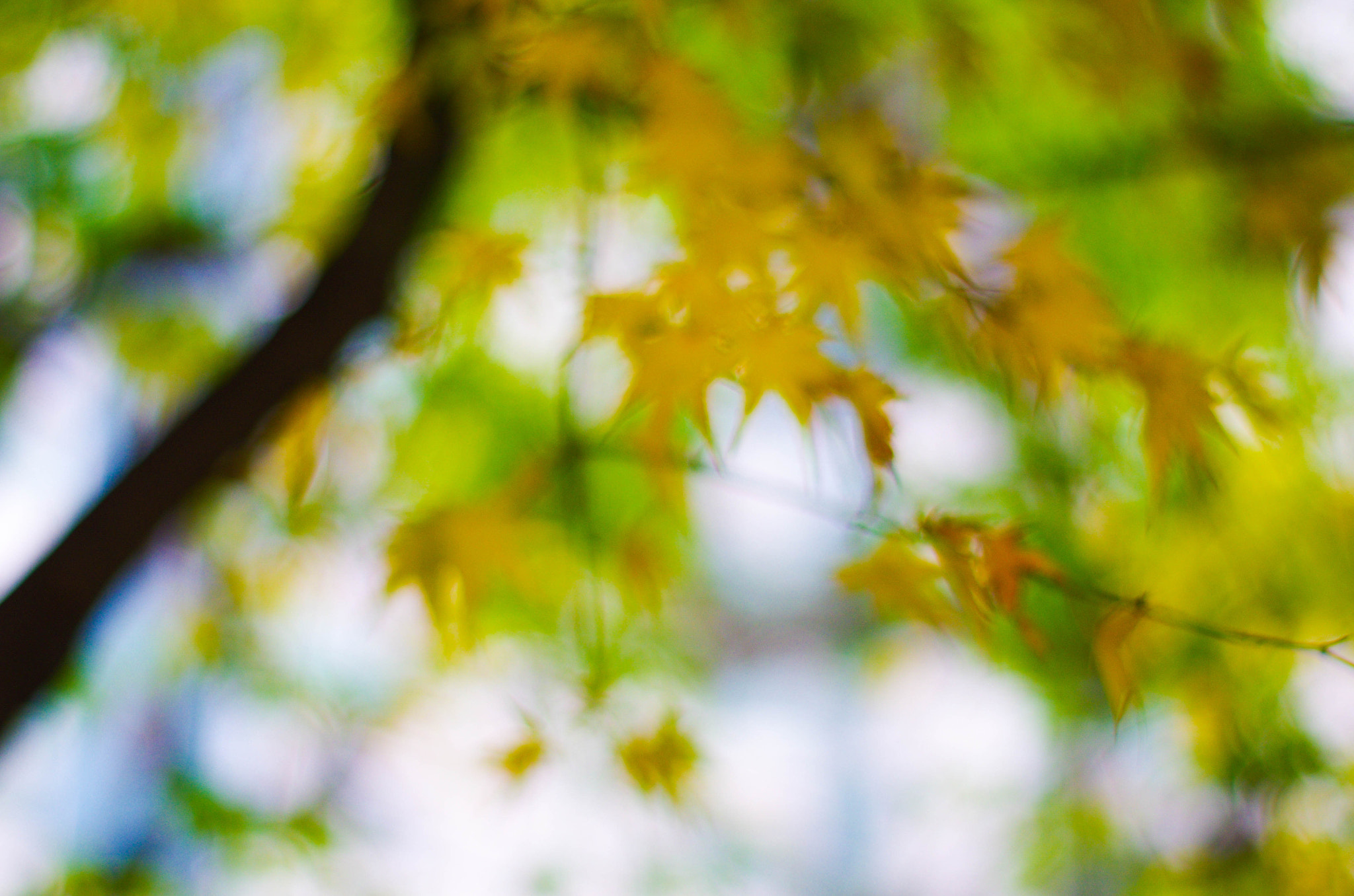 Pentax K-5 II + Pentax smc DA 50mm F1.8 sample photo. Yellow ginkgo photography