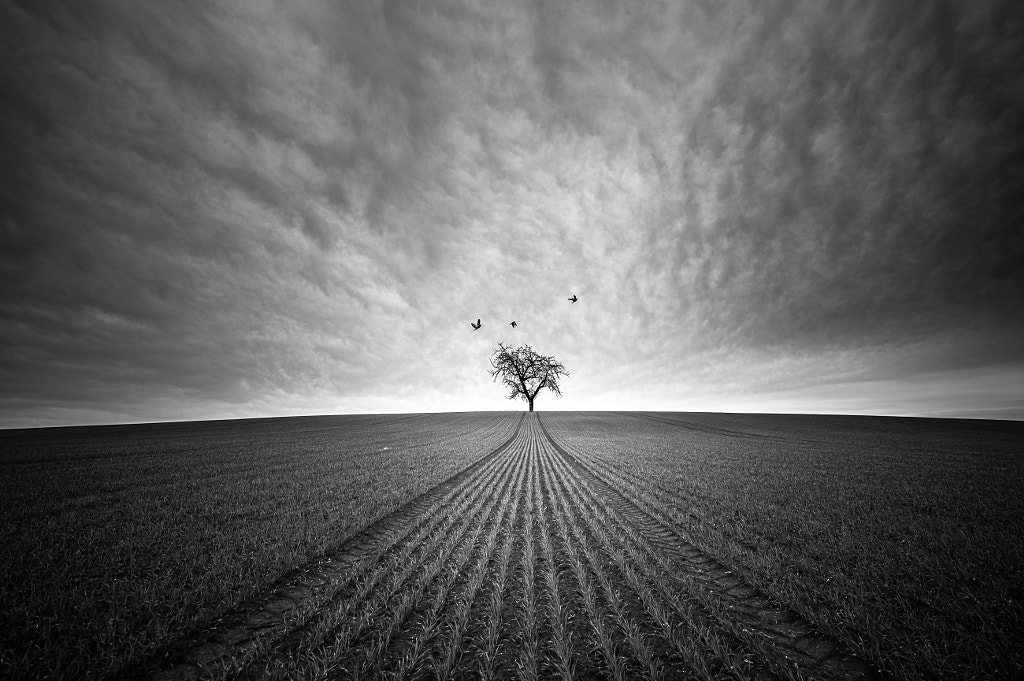 Lost Tree by Robert Klat on 500px.com