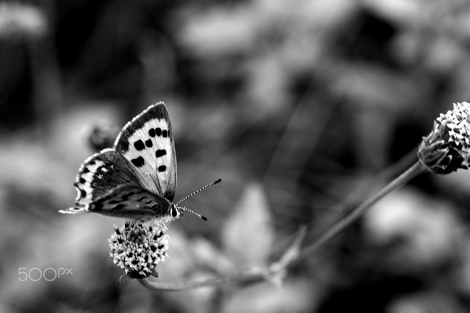 Nikon D40X + Nikon AF Micro-Nikkor 60mm F2.8D sample photo. Butterfly photography
