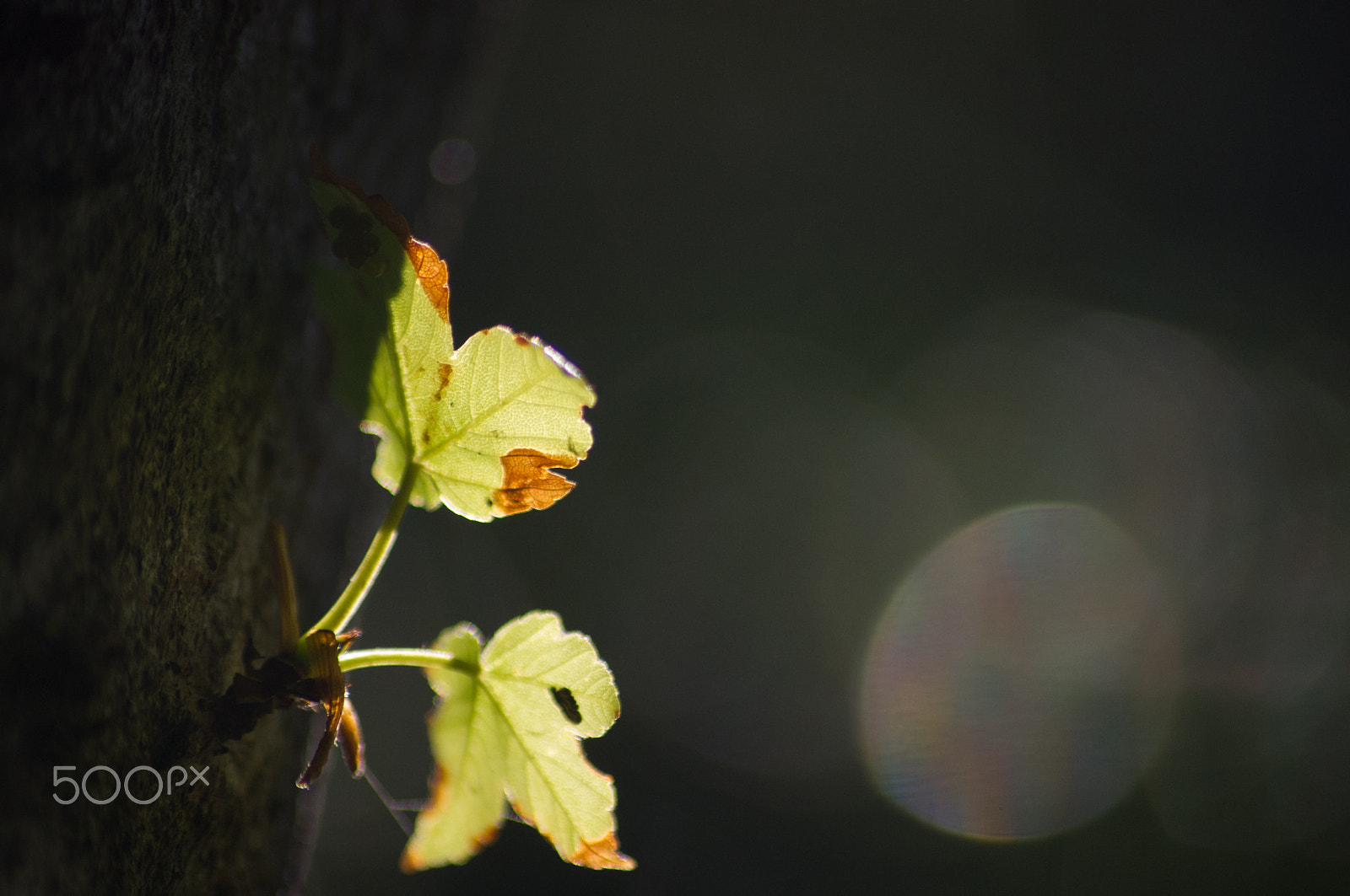 Pentax K-x sample photo. Reaching for sunlight photography