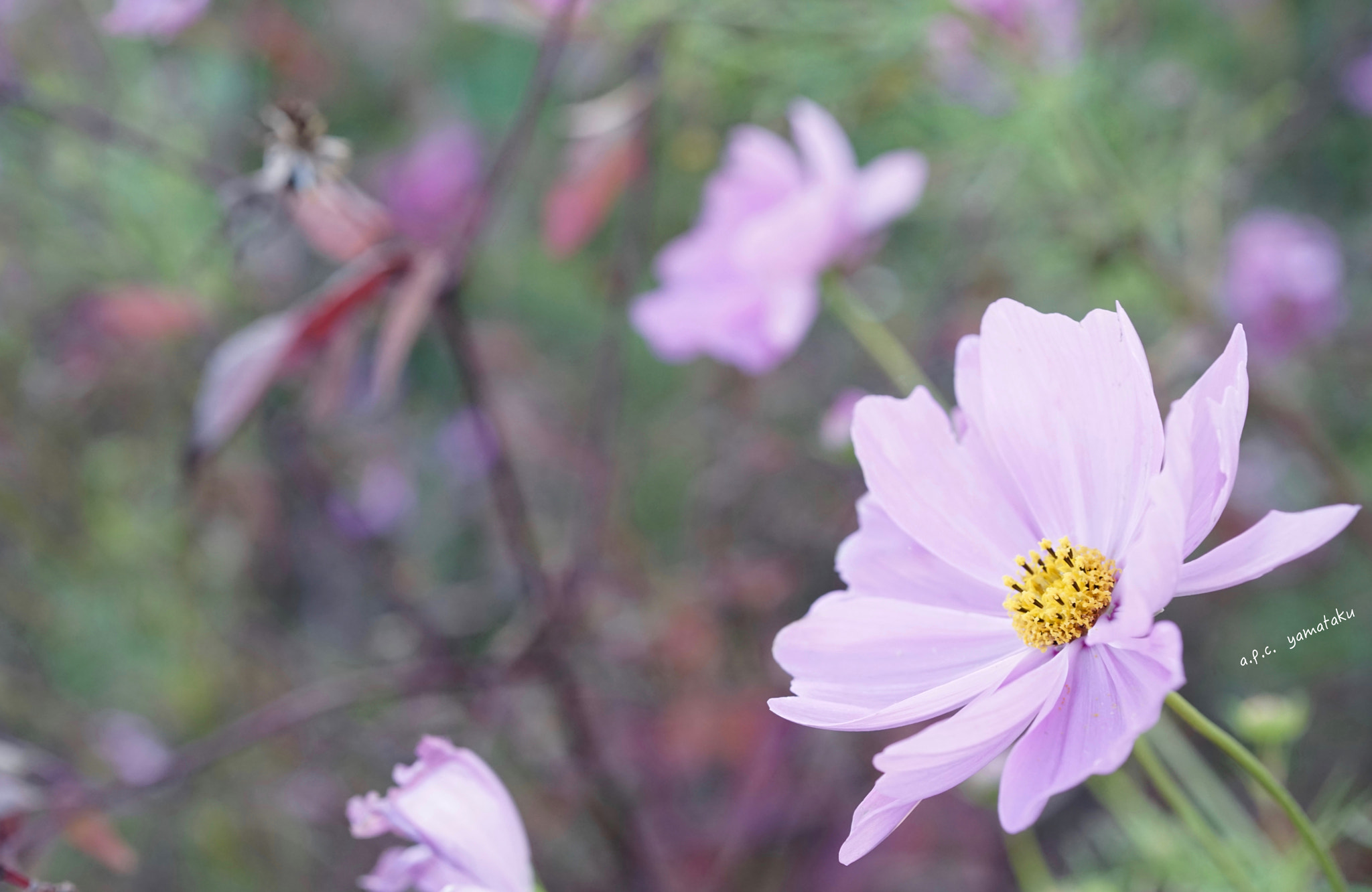 Sony a7R + Sony 50mm F2.8 Macro sample photo. 『 relaxedly / ゆらり 』 photography