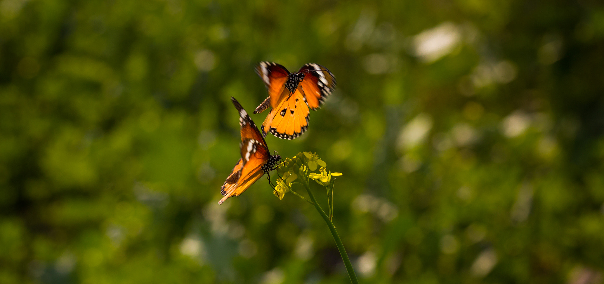 Canon EF 100mm F2.8 Macro USM sample photo. Two tigers photography