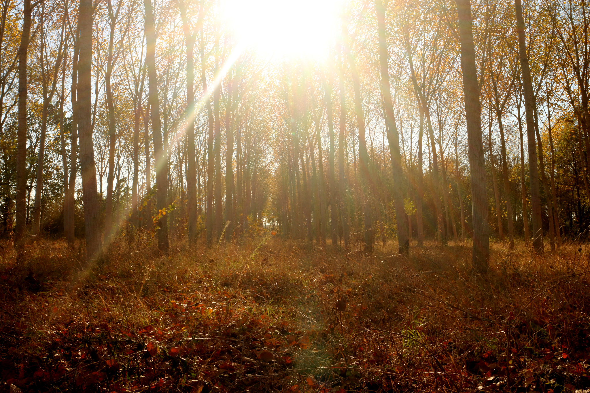 Canon EF 24mm F2.8 IS USM sample photo. Woodland photography