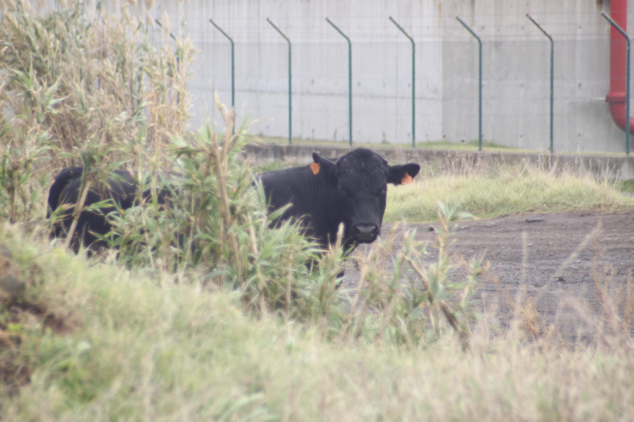 Tamron AF 28-200mm F3.8-5.6 XR Di Aspherical (IF) Macro sample photo. Curious bull photography