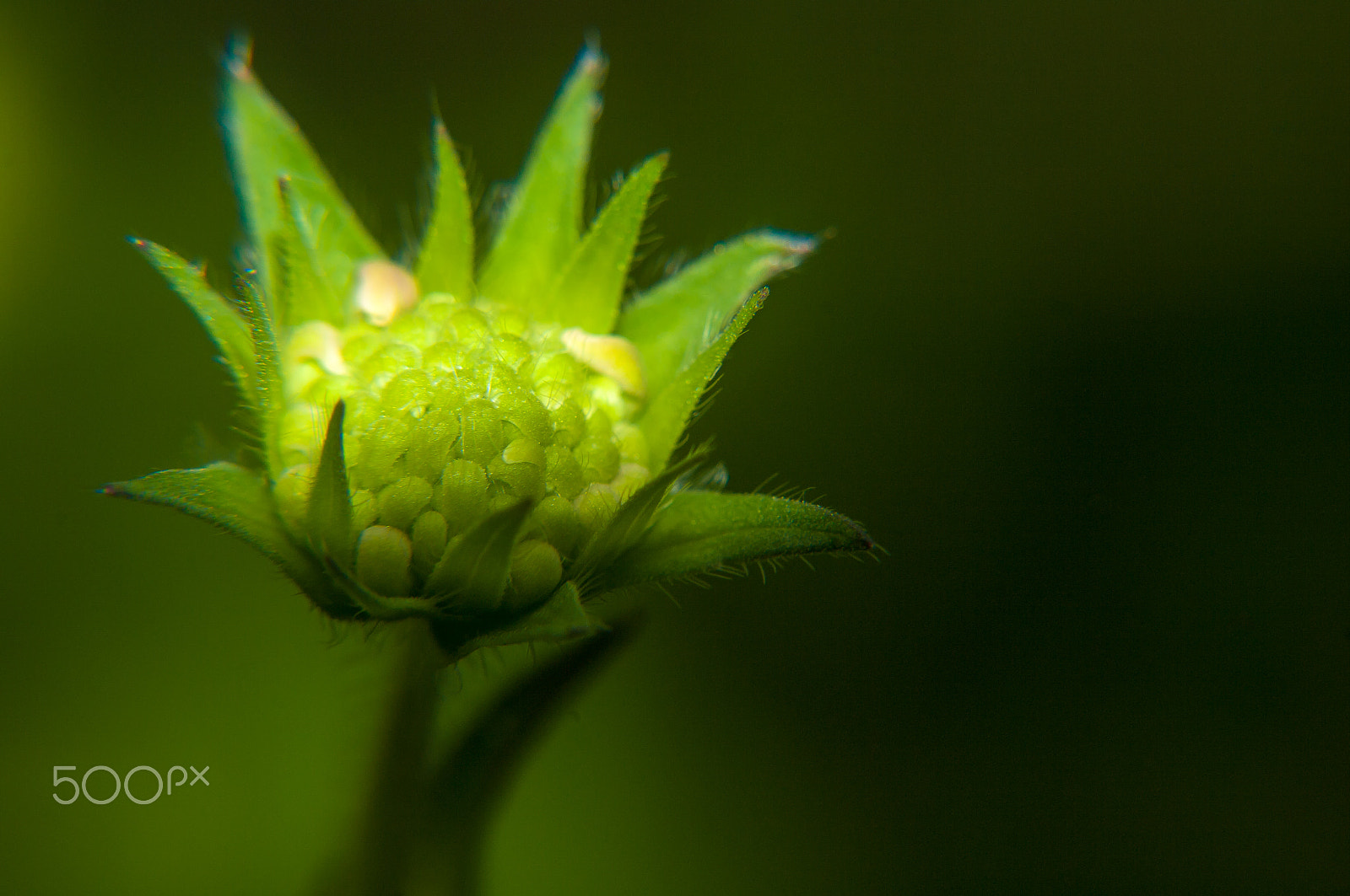 Pentax K20D + Sigma sample photo. Green light (alsace, france) photography