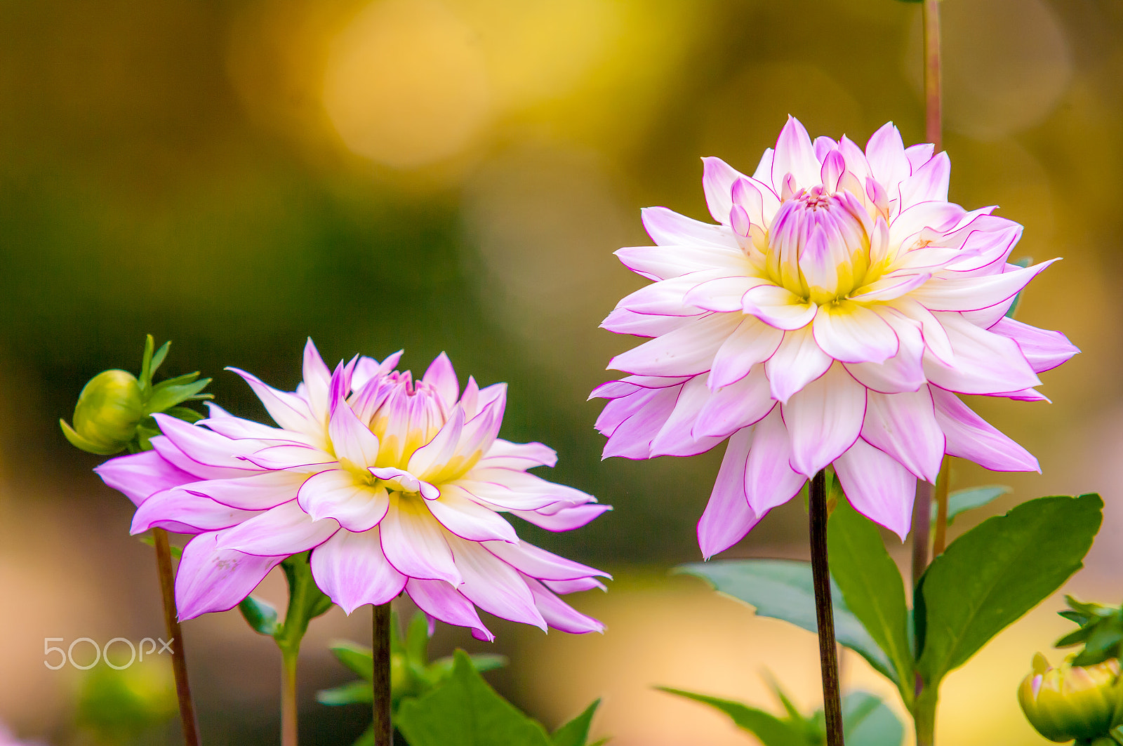 Pentax K20D + Sigma EX APO 100-300mm F4 IF sample photo. White & pink photography