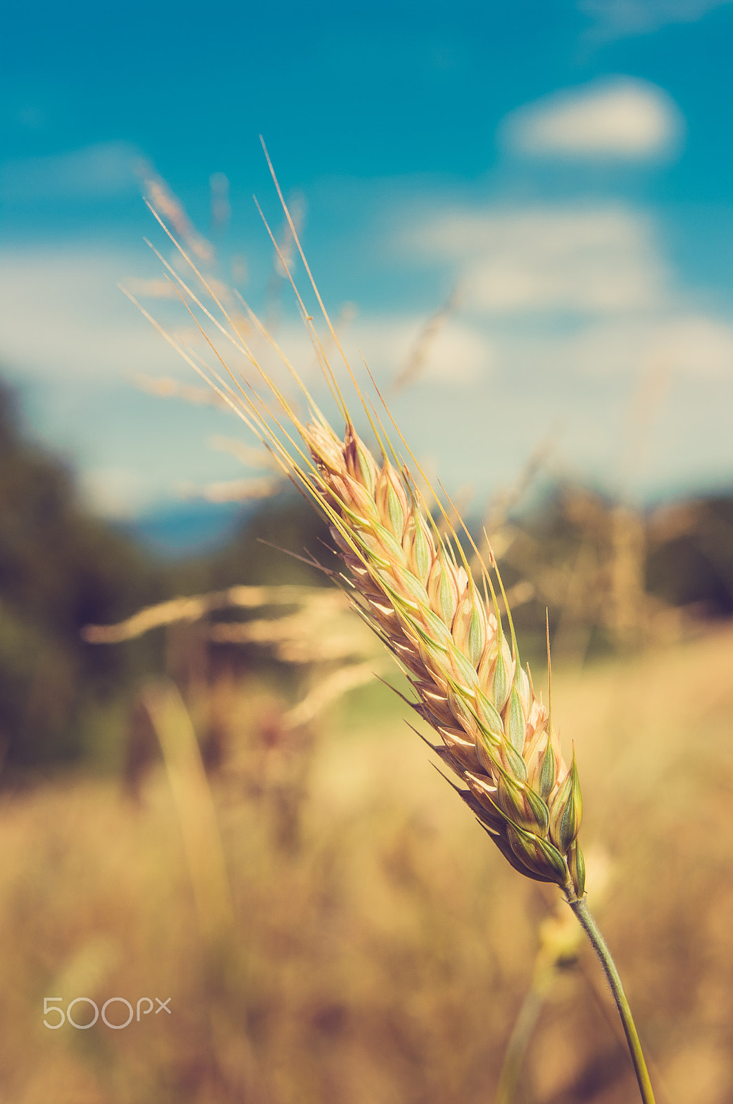 Pentax K20D + Sigma sample photo. Fields of gold (raclaz, france) photography