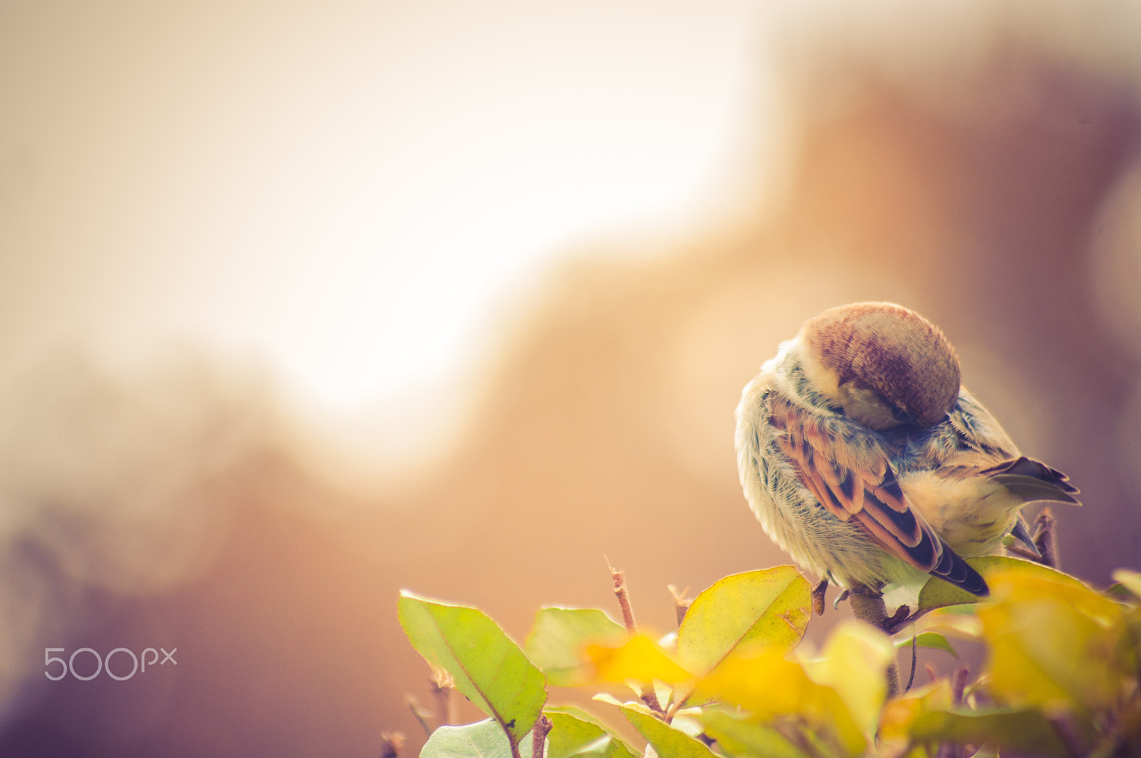 Pentax K20D + Sigma sample photo. Autumn sun on my feathers photography