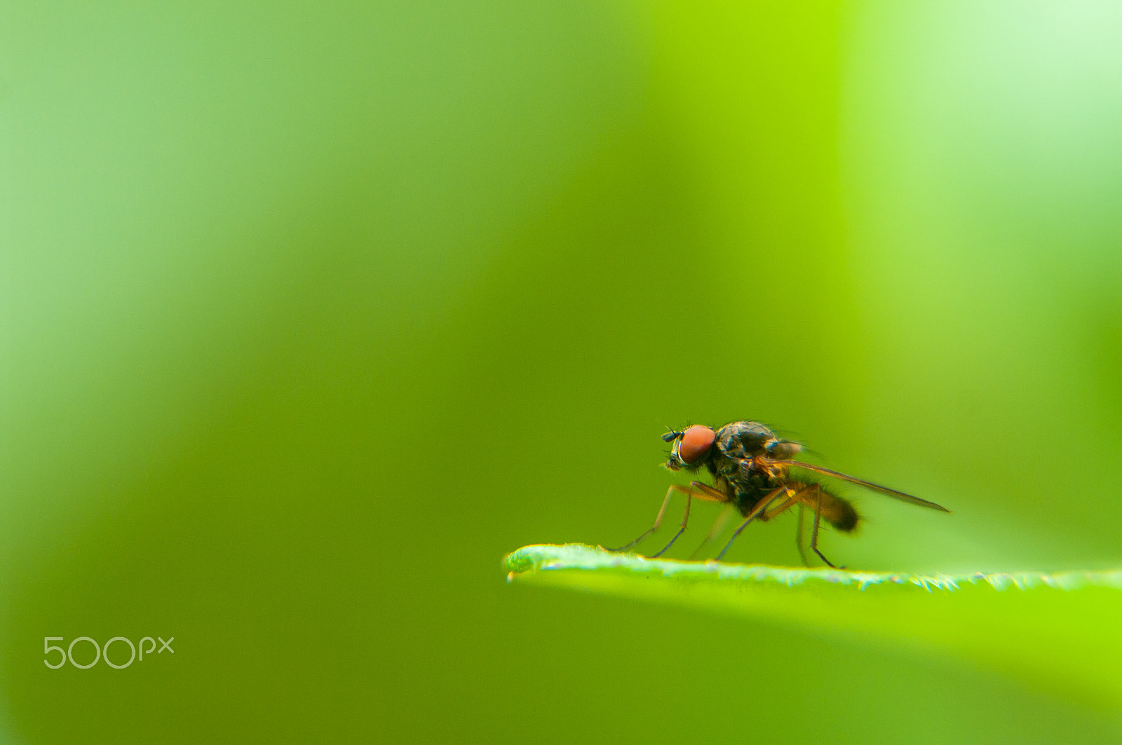 Pentax K20D + Sigma sample photo. Forest fly photography