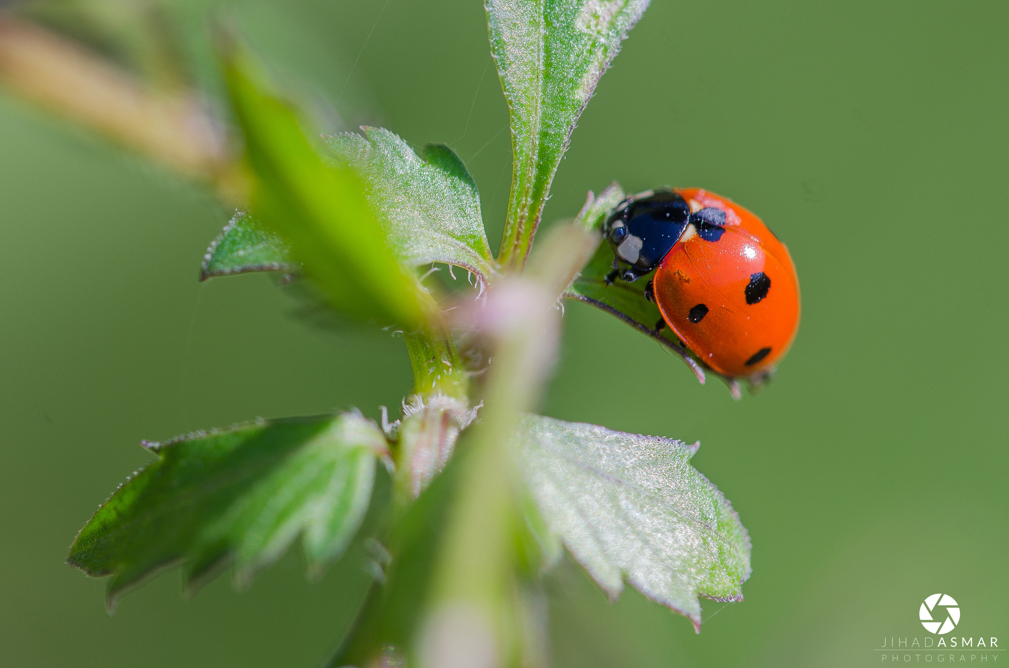 Sigma 150mm F2.8 EX DG Macro HSM sample photo. Ladybug having a break under the sun - lebanon photography
