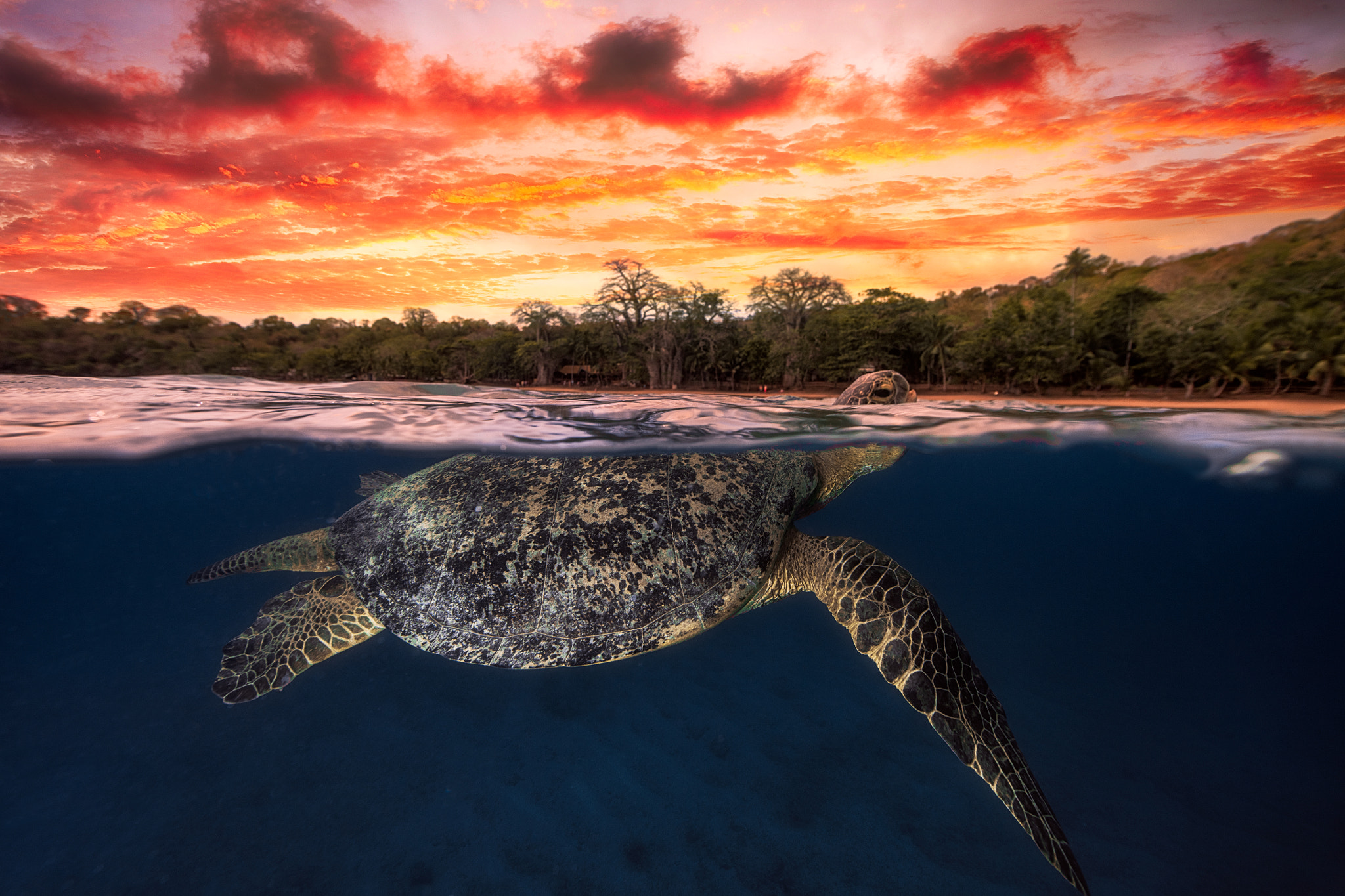 Canon EOS 5DS + Canon EF 14mm F2.8L II USM sample photo. Green turtle and fire sky! photography