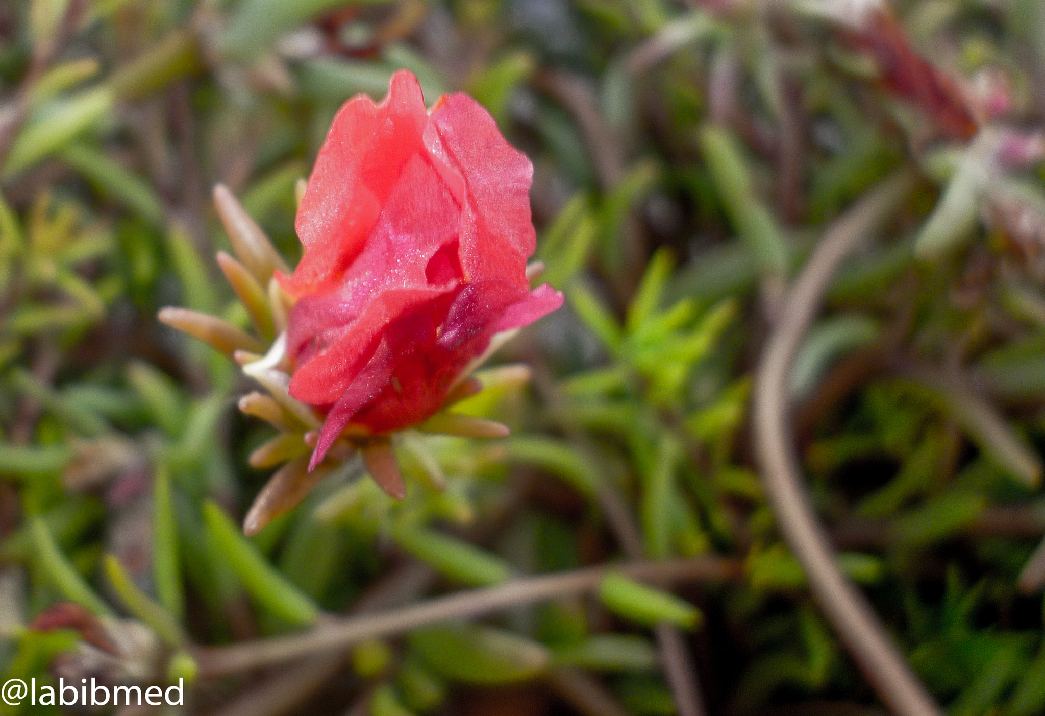 Panasonic DMC-FS16 sample photo. Pink flower photography