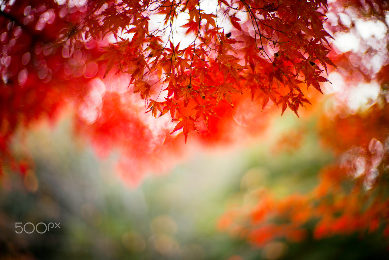 Noctilux-M 1:1/50 sample photo. Blazing red leaves photography