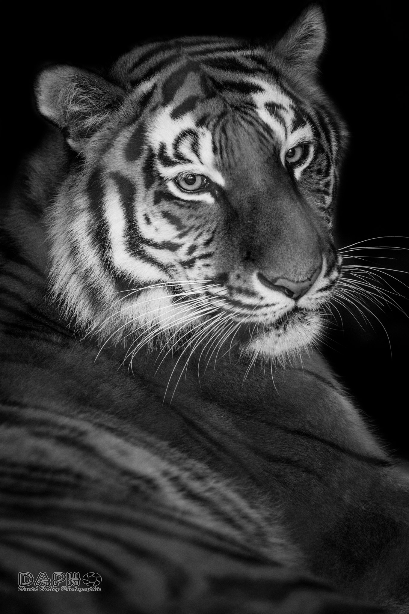 Tamron SP AF 70-200mm F2.8 Di LD (IF) MACRO sample photo. Sibirischer tiger photography