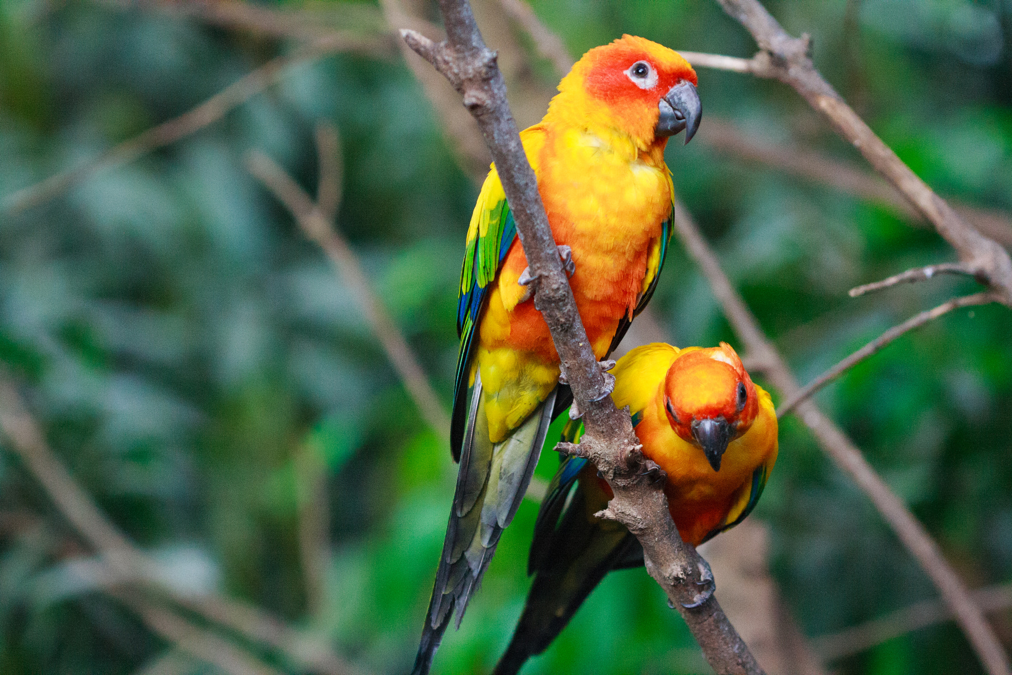 Canon EF 100mm F2.8 Macro USM sample photo. Parrots on the branch photography
