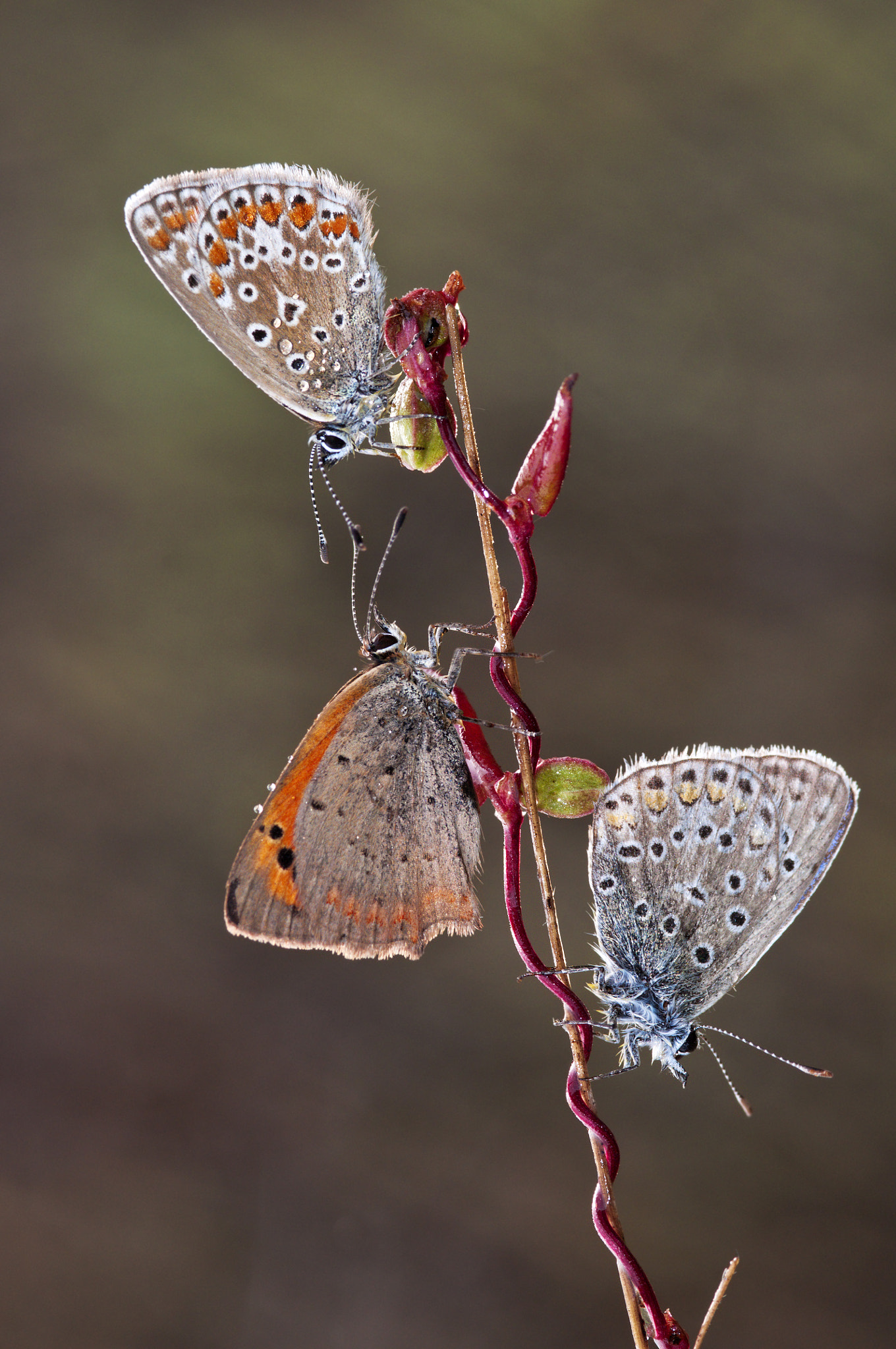 Nikon D90 + AF Micro-Nikkor 105mm f/2.8 sample photo. Tris photography