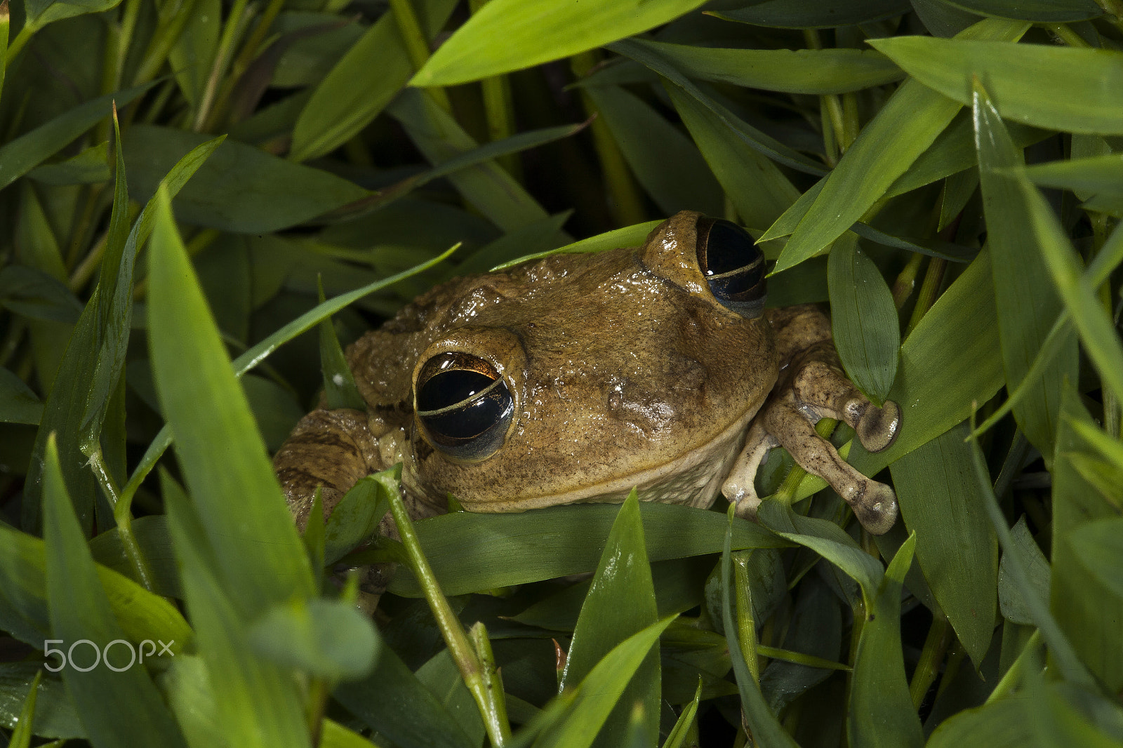 Canon EOS 5D + Canon EF 100mm F2.8 Macro USM sample photo. Hello!. photography