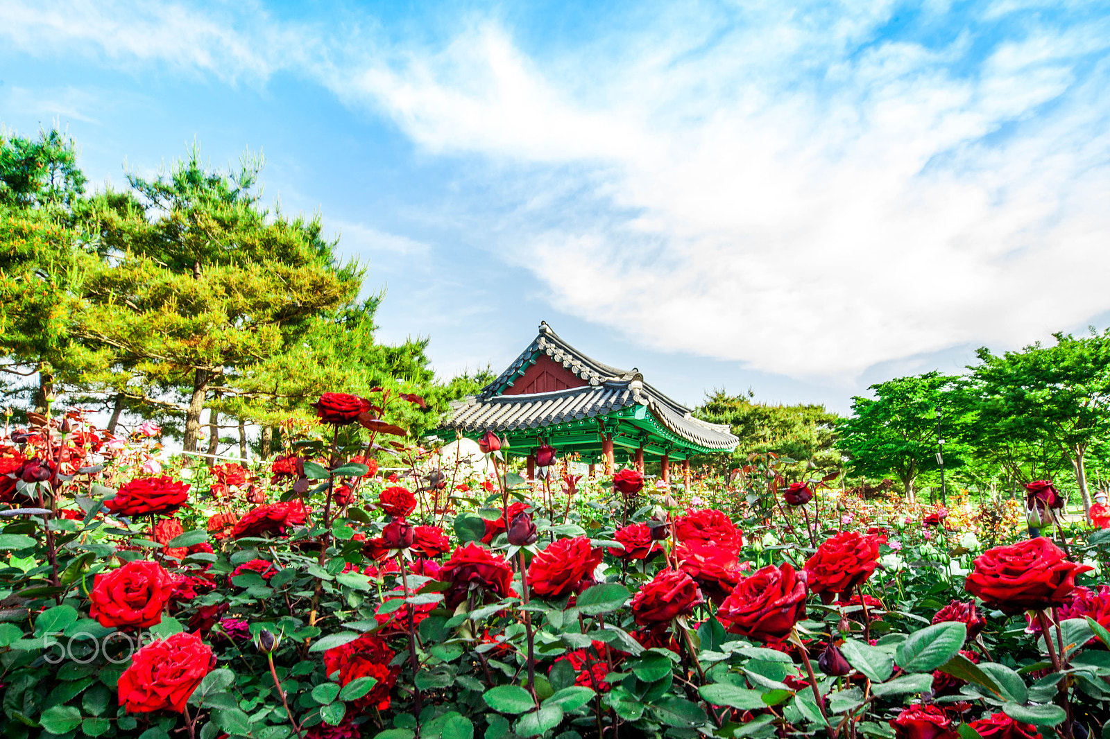 Sigma AF 12-24mm F4.5-5.6 EX DG sample photo. Gardens of the rose 薔薇花園 photography