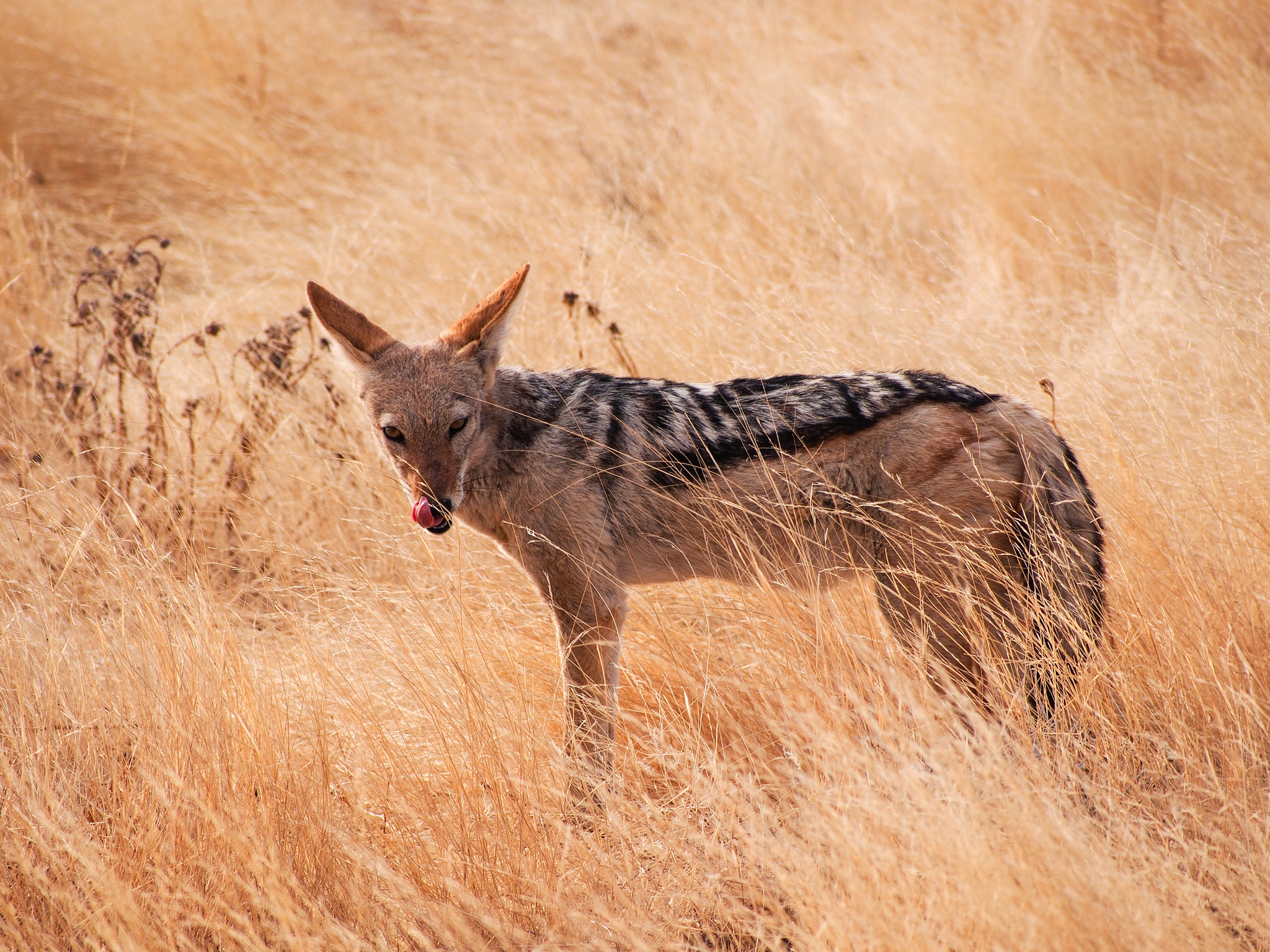 Panasonic Lumix G Vario 45-200mm F4-5.6 OIS sample photo. Jackal photography
