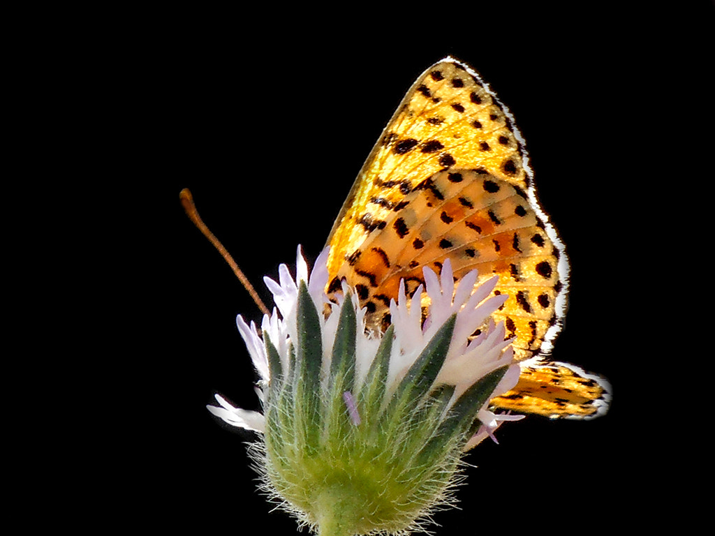 Olympus VR320,D725 sample photo. Buterfly photography