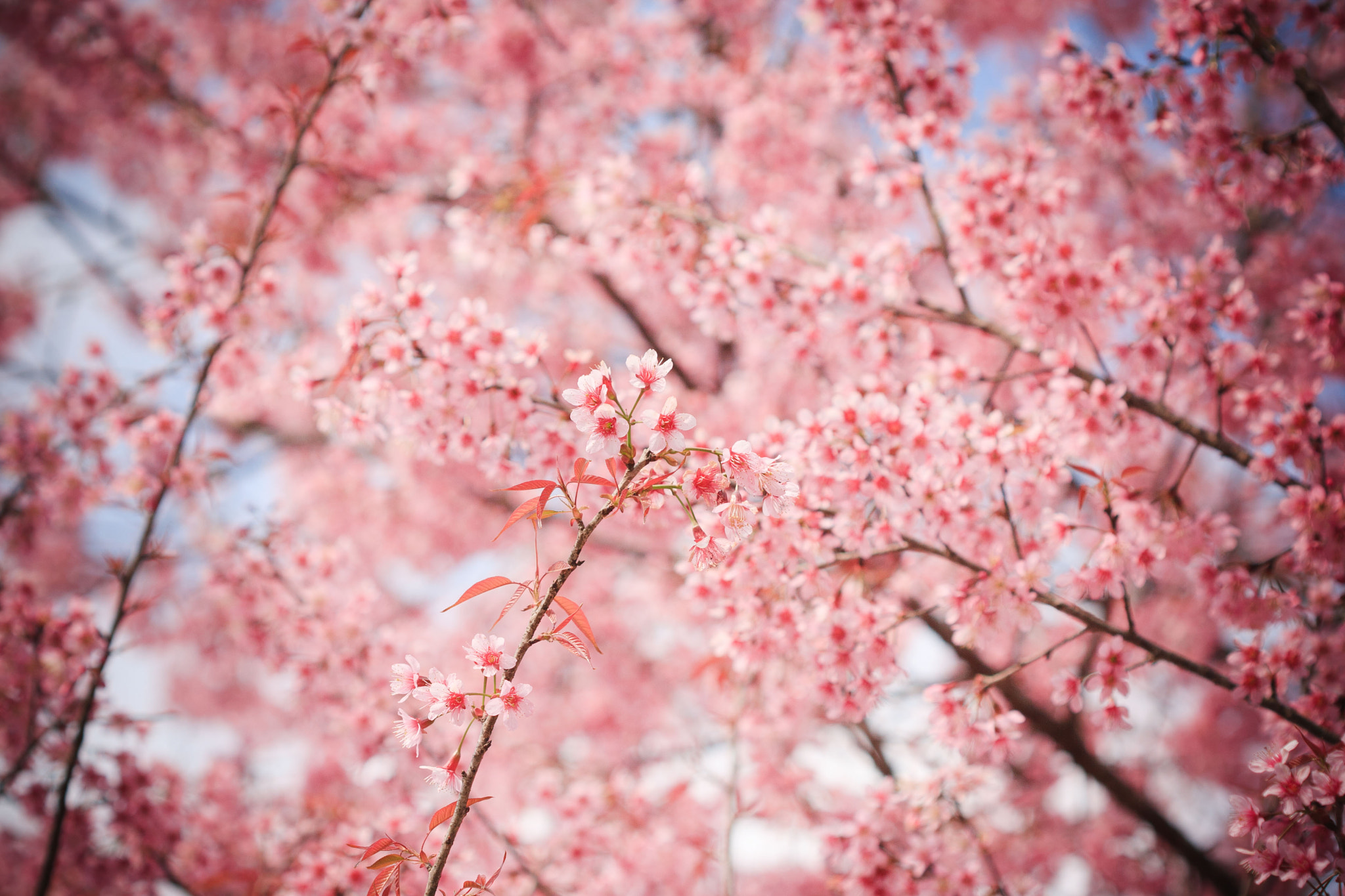 Canon EF 100mm F2.8 Macro USM sample photo. Thai pink sakura bloom in chaingmai photography
