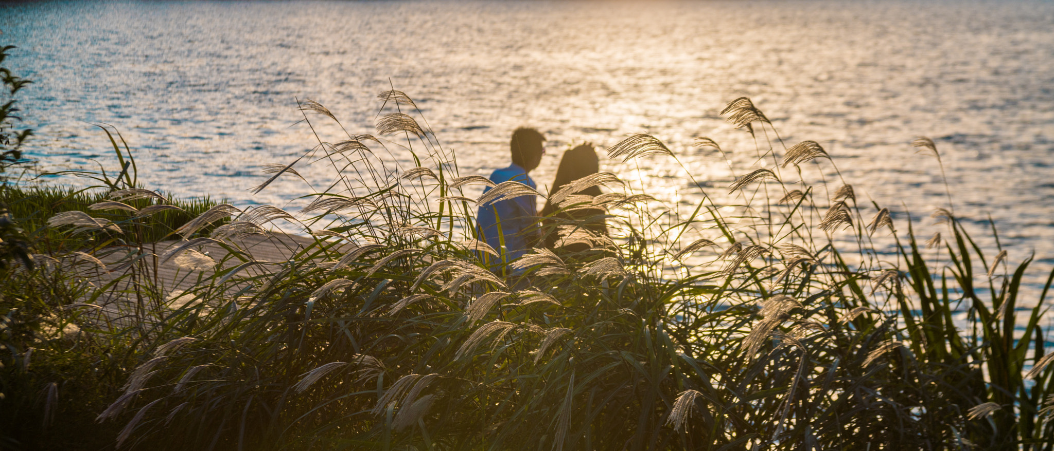 Canon EF 28-135mm F3.5-5.6 IS USM sample photo. Glowing reed photography