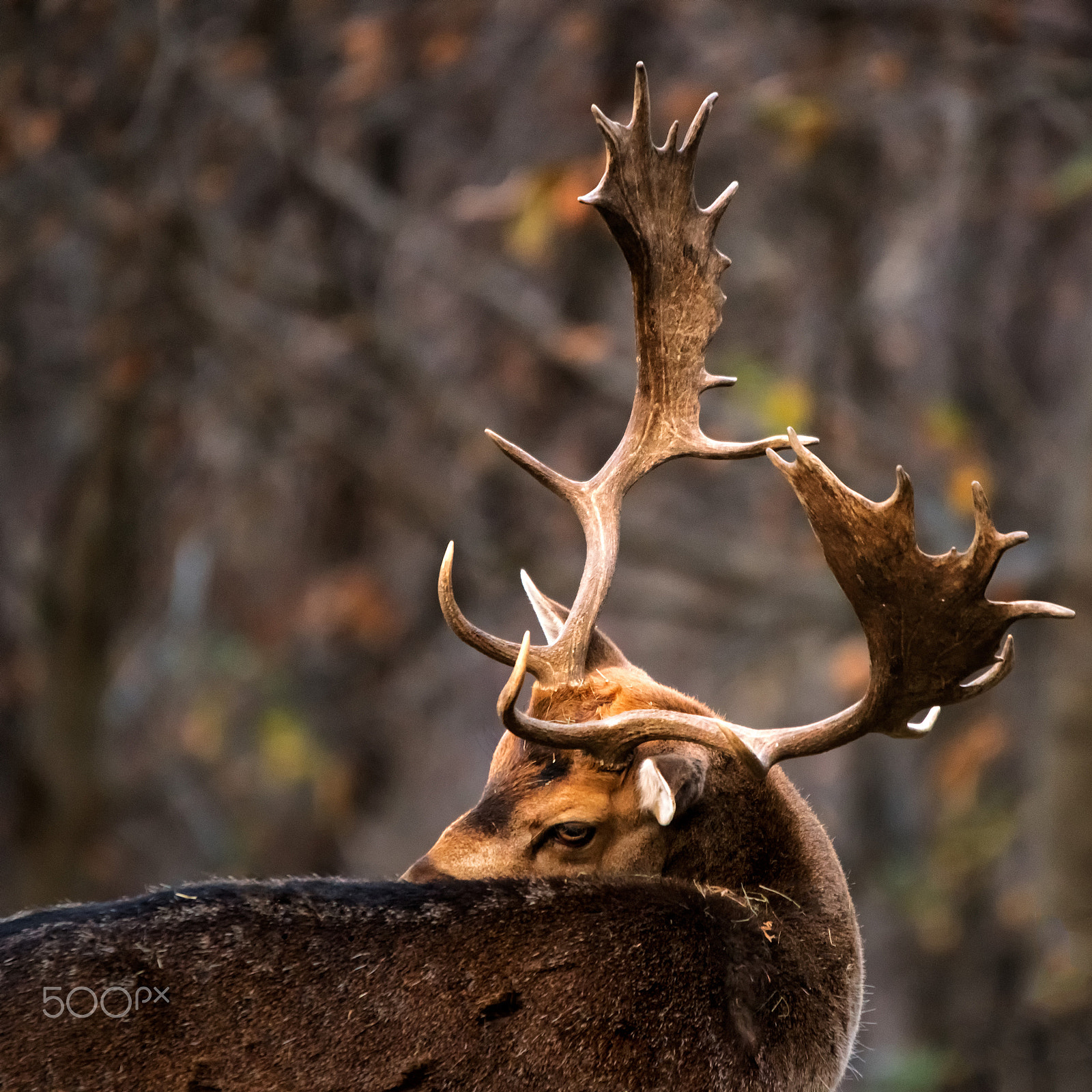 Sigma 120-400mm F4.5-5.6 DG OS HSM sample photo. My beautiful horns photography