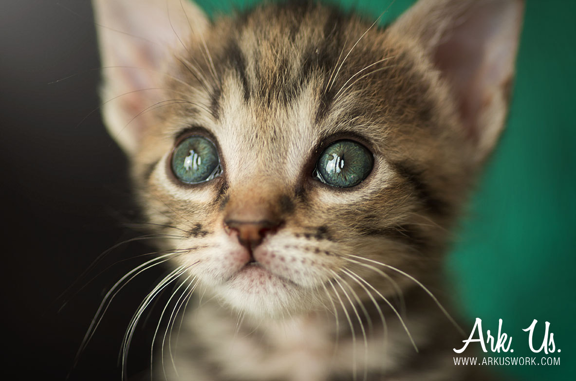 Pentax smc D-FA 100mm F2.8 Macro WR sample photo. Big eyes nina photography
