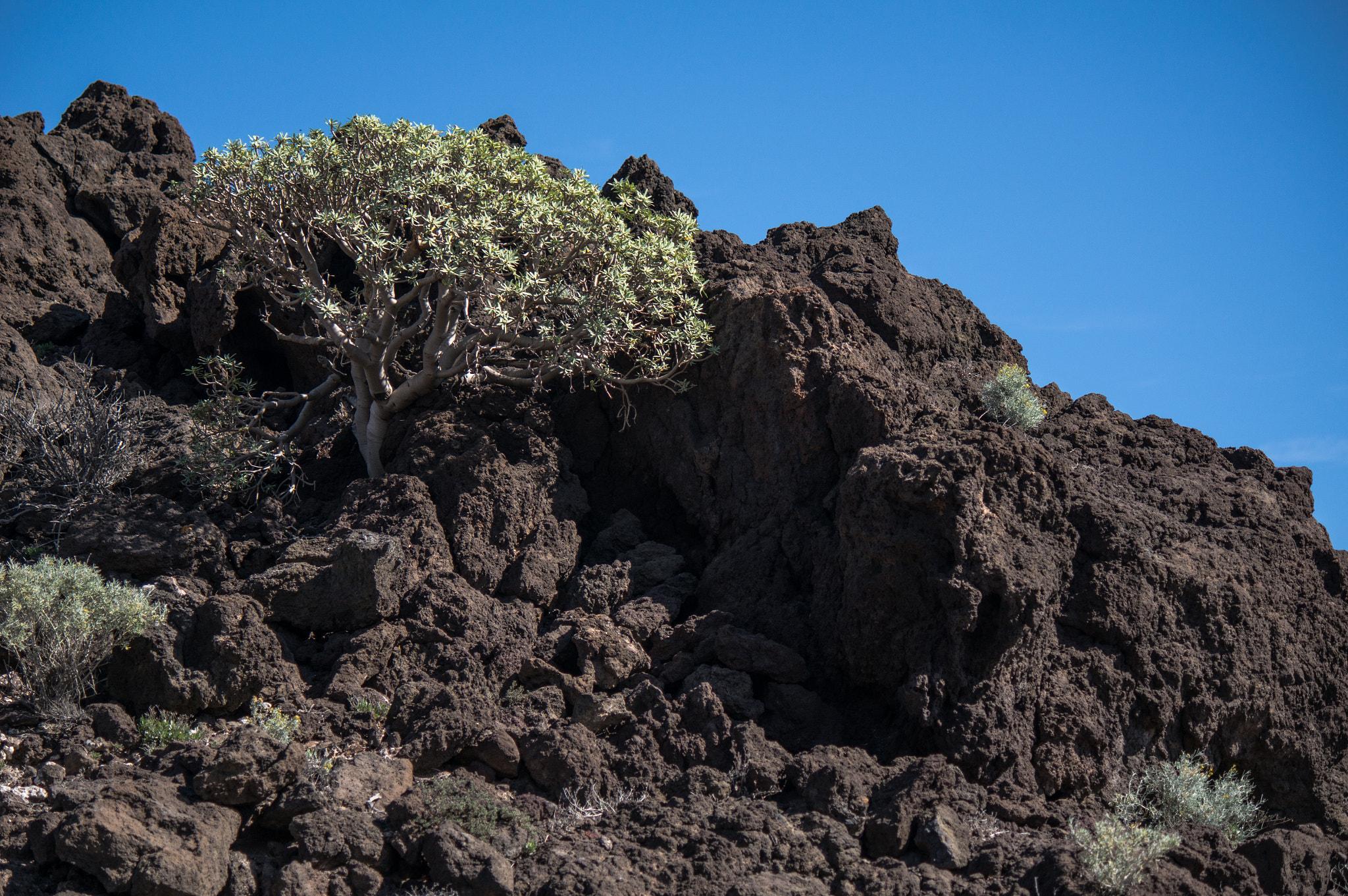 Tamron 18-270mm F3.5-6.3 Di II PZD sample photo. Volcanic life photography