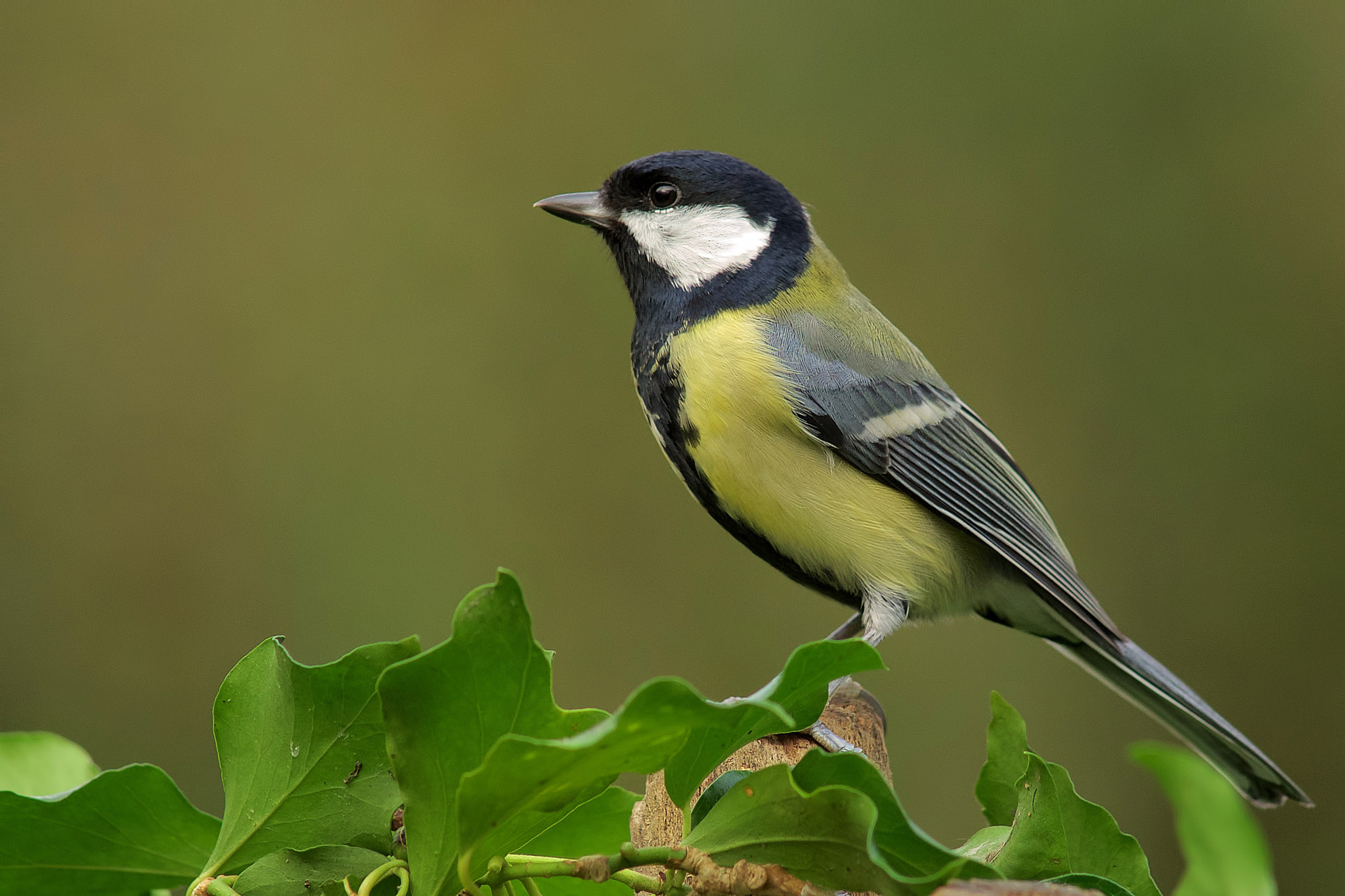 Sony a99 II + Minolta AF 300mm F2.8 HS-APO G sample photo. Great tit photography