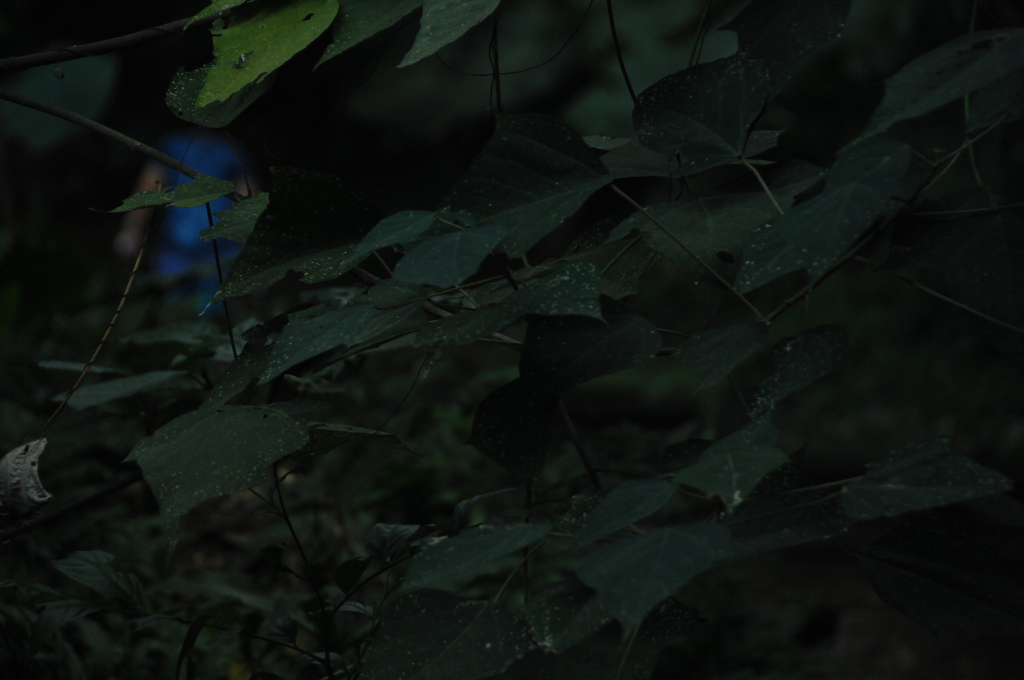 Nikon D2X sample photo. .. photography