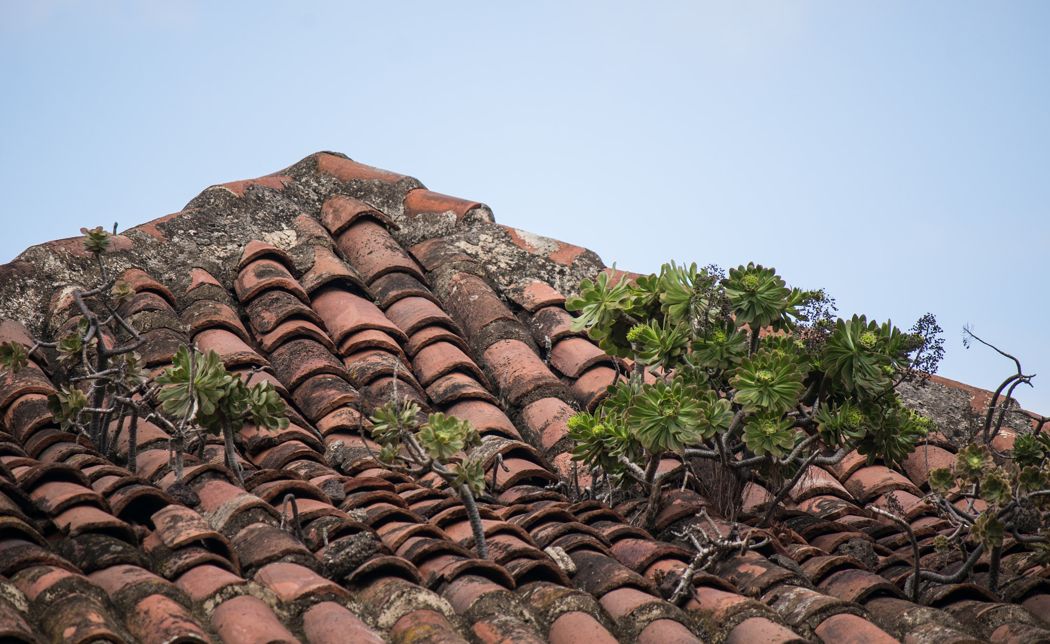 Tamron 18-270mm F3.5-6.3 Di II PZD sample photo. Roof garden photography