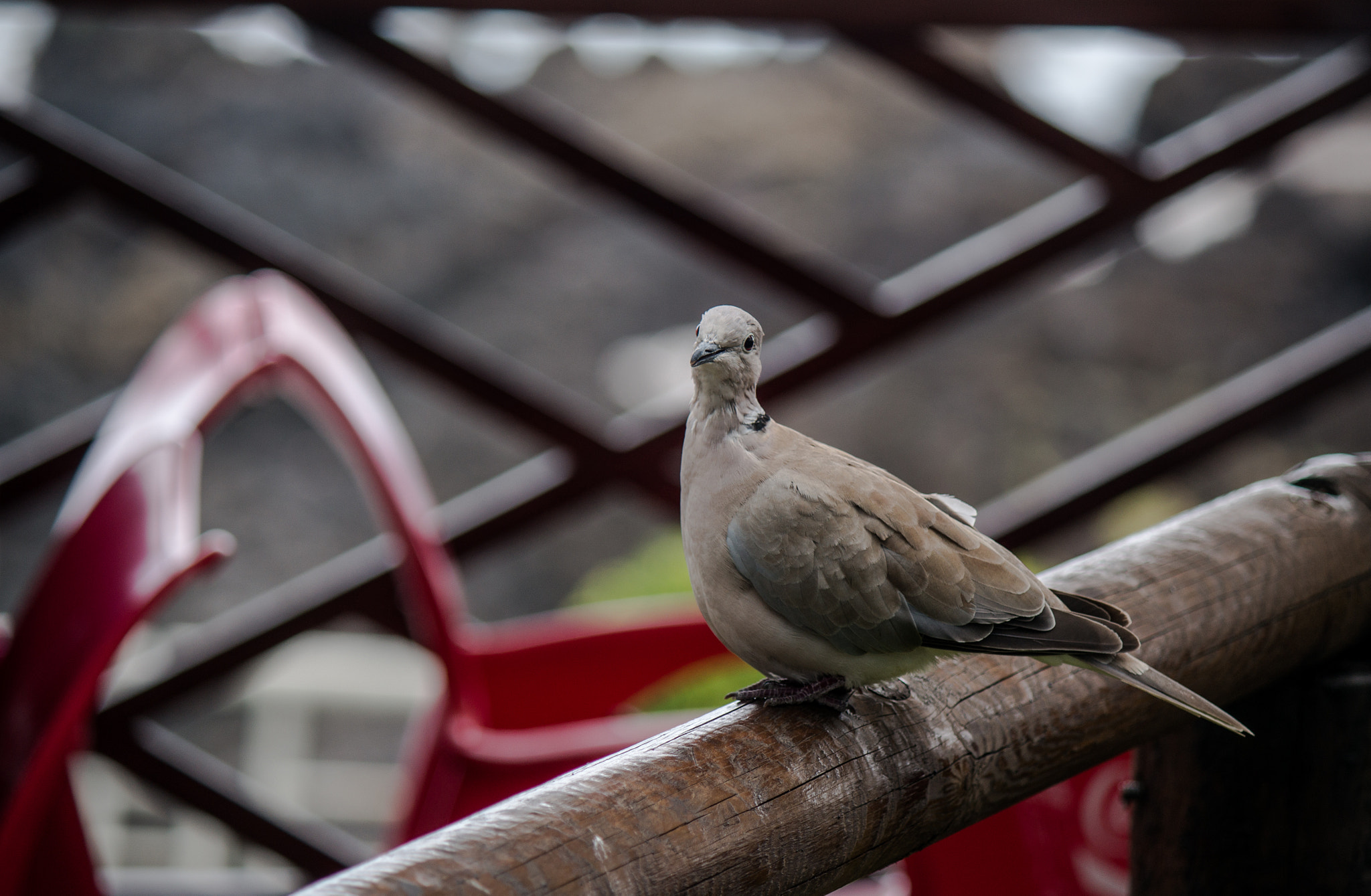 Tamron 18-270mm F3.5-6.3 Di II PZD sample photo. Say cheese photography