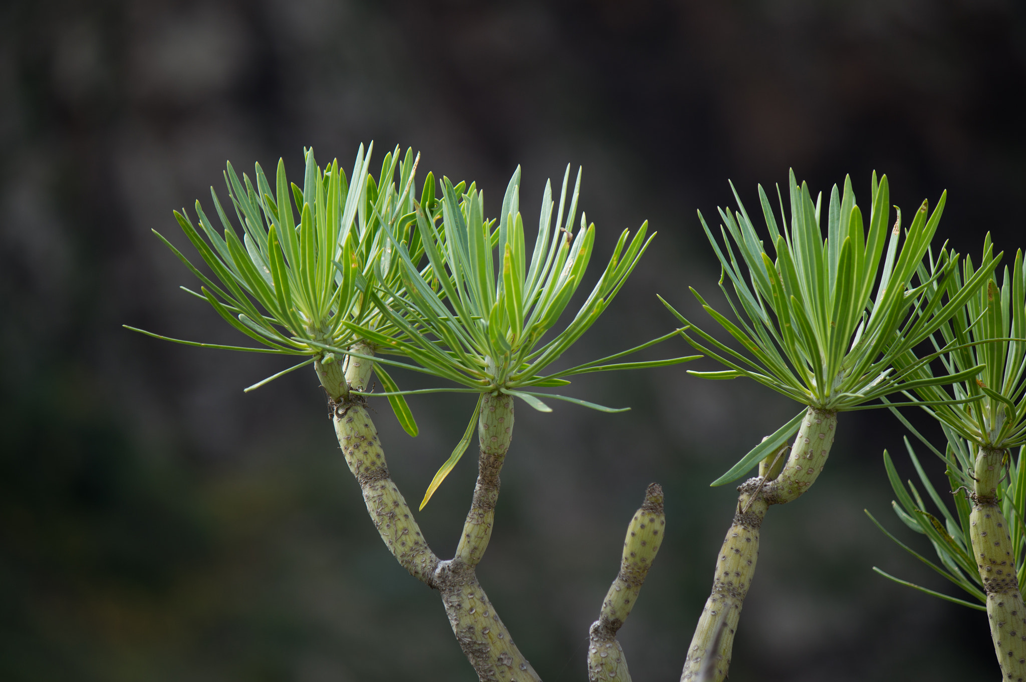 Tamron 18-270mm F3.5-6.3 Di II PZD sample photo. Unknown plant photography
