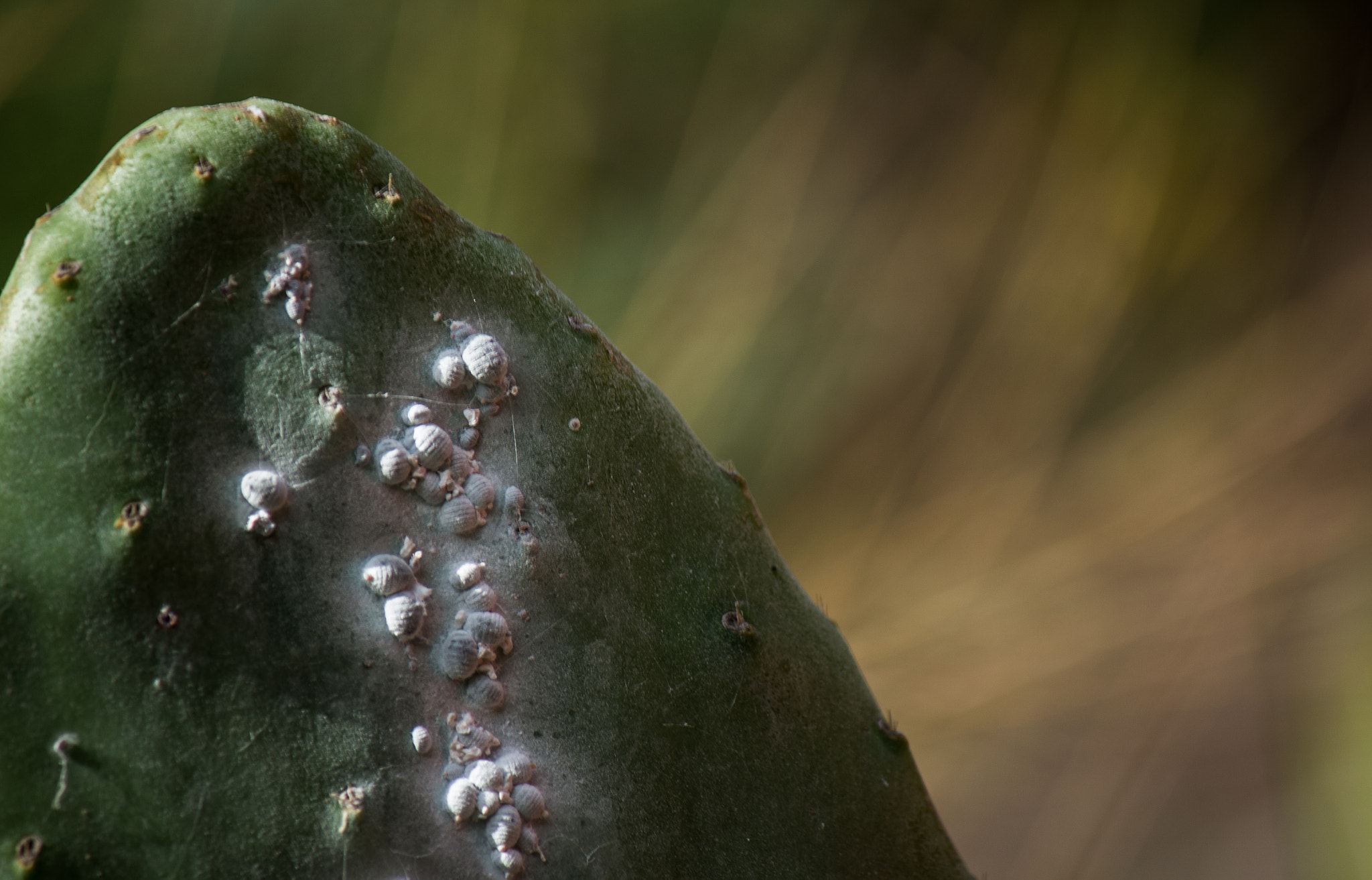 Tamron 18-270mm F3.5-6.3 Di II PZD sample photo. Cochineal photography