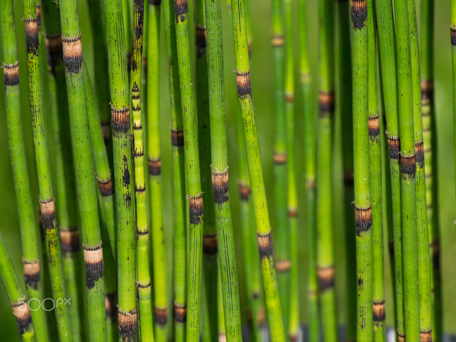 Olympus PEN E-PL5 sample photo. Euquisetum hyemale plant / prêle d'hiver photography