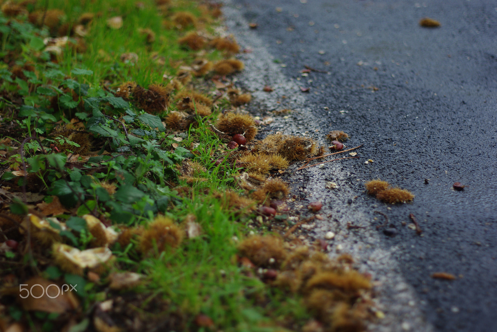 Pentax K200D sample photo. Castañas en otoño photography