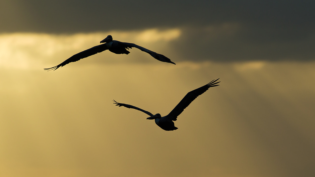 Canon EF 300mm F2.8L IS II USM sample photo. Buddies photography