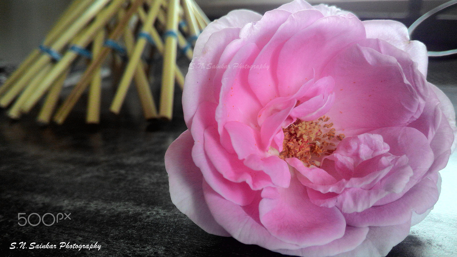 ASUS ZenFone 6 (A601CG) sample photo. Pink rose photography