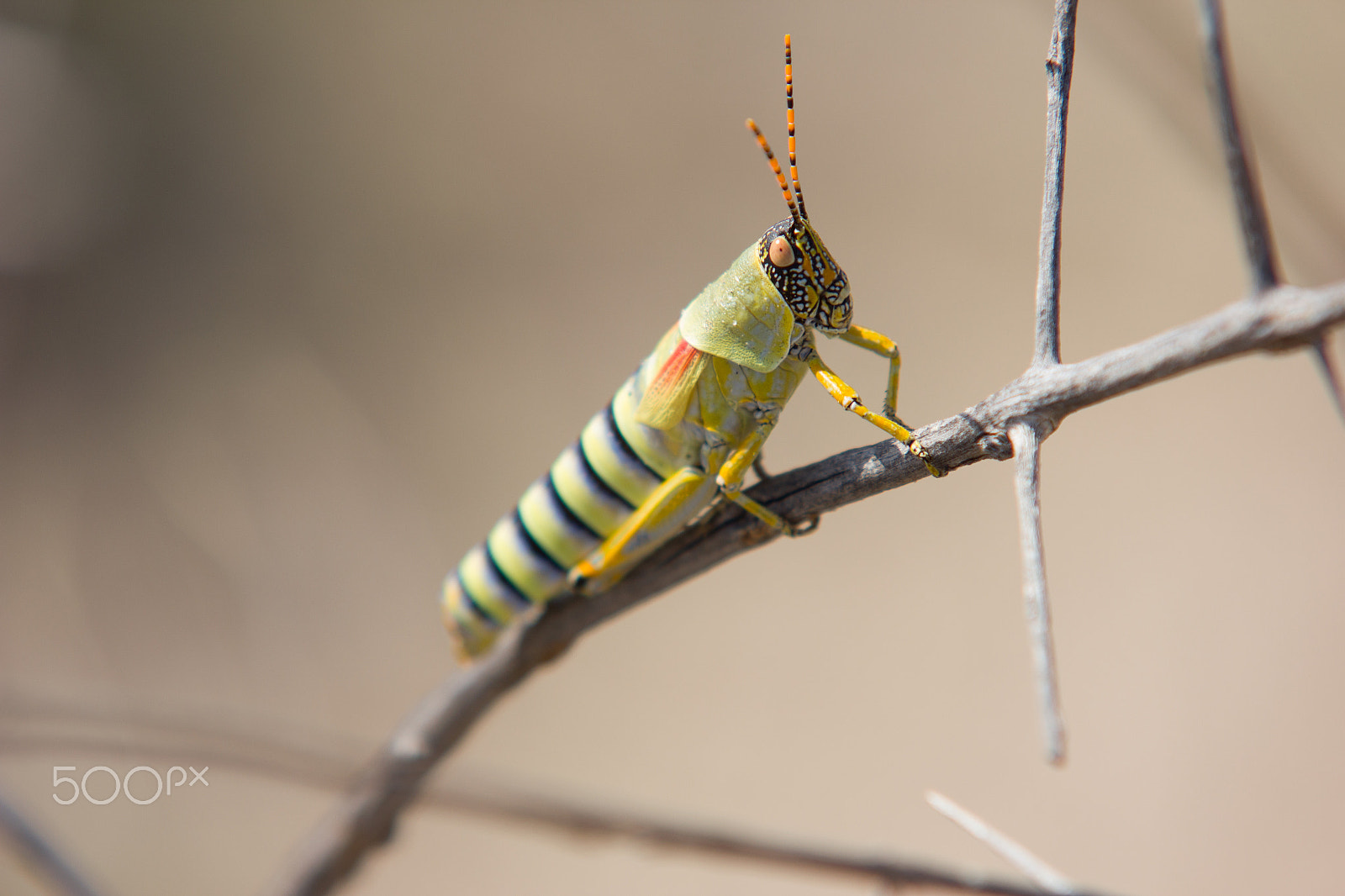 Sigma 70-200mm F2.8 EX DG OS HSM sample photo. Grasshopper photography