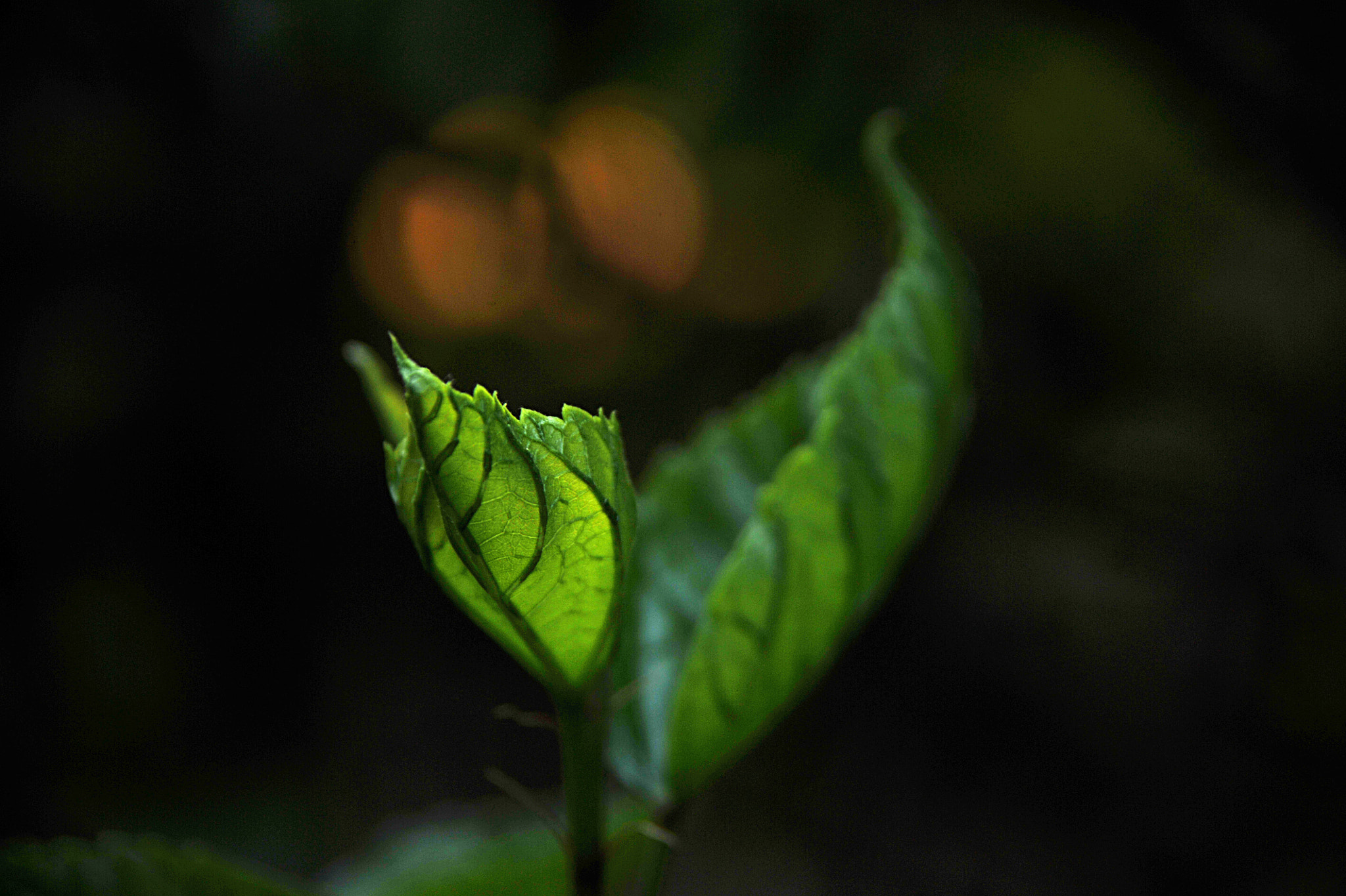 Nikon D3S sample photo. ...leaves... photography
